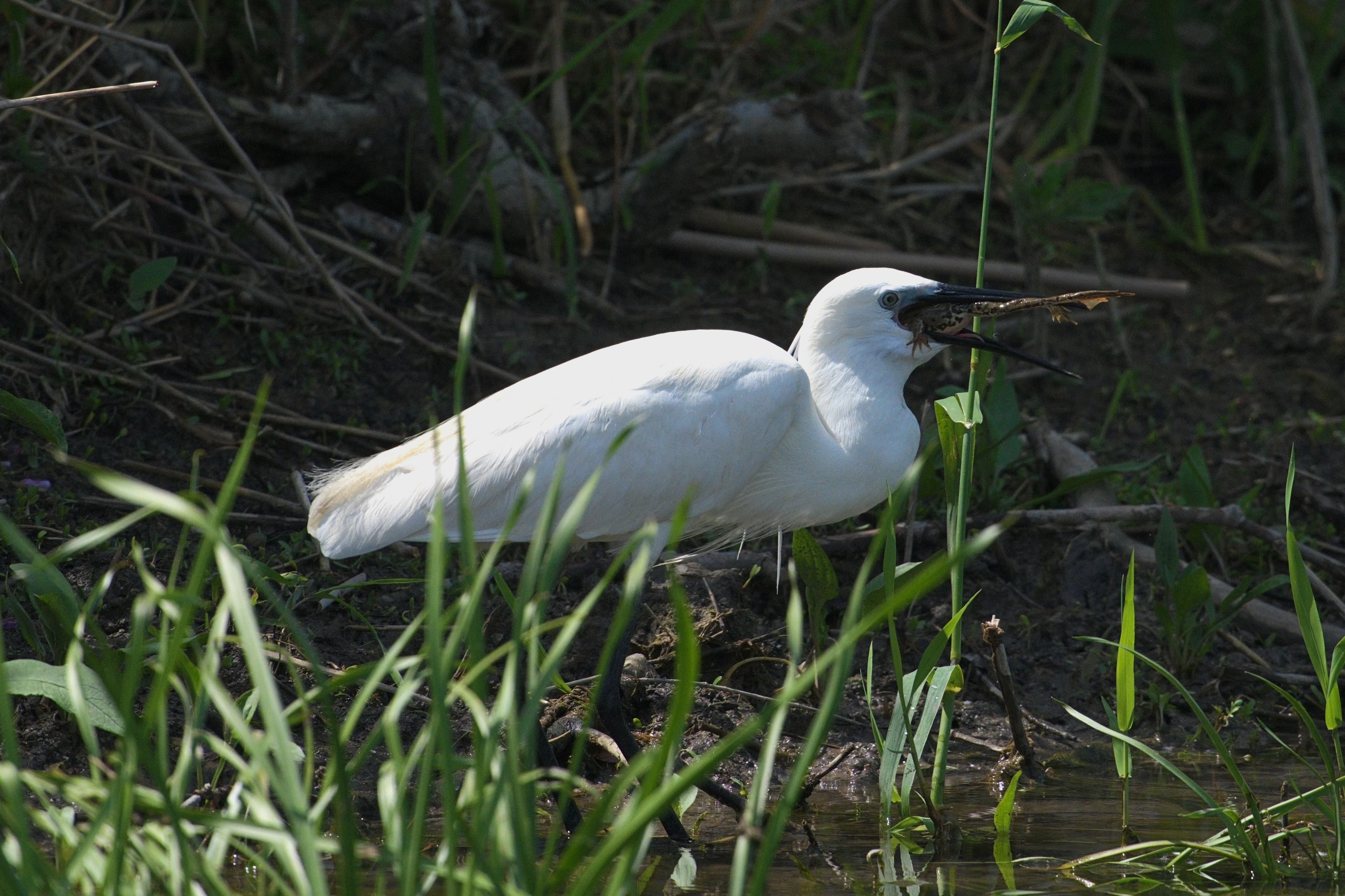 Little Egret with frog, Danube Delta, Romania — photo by Jim Bennett