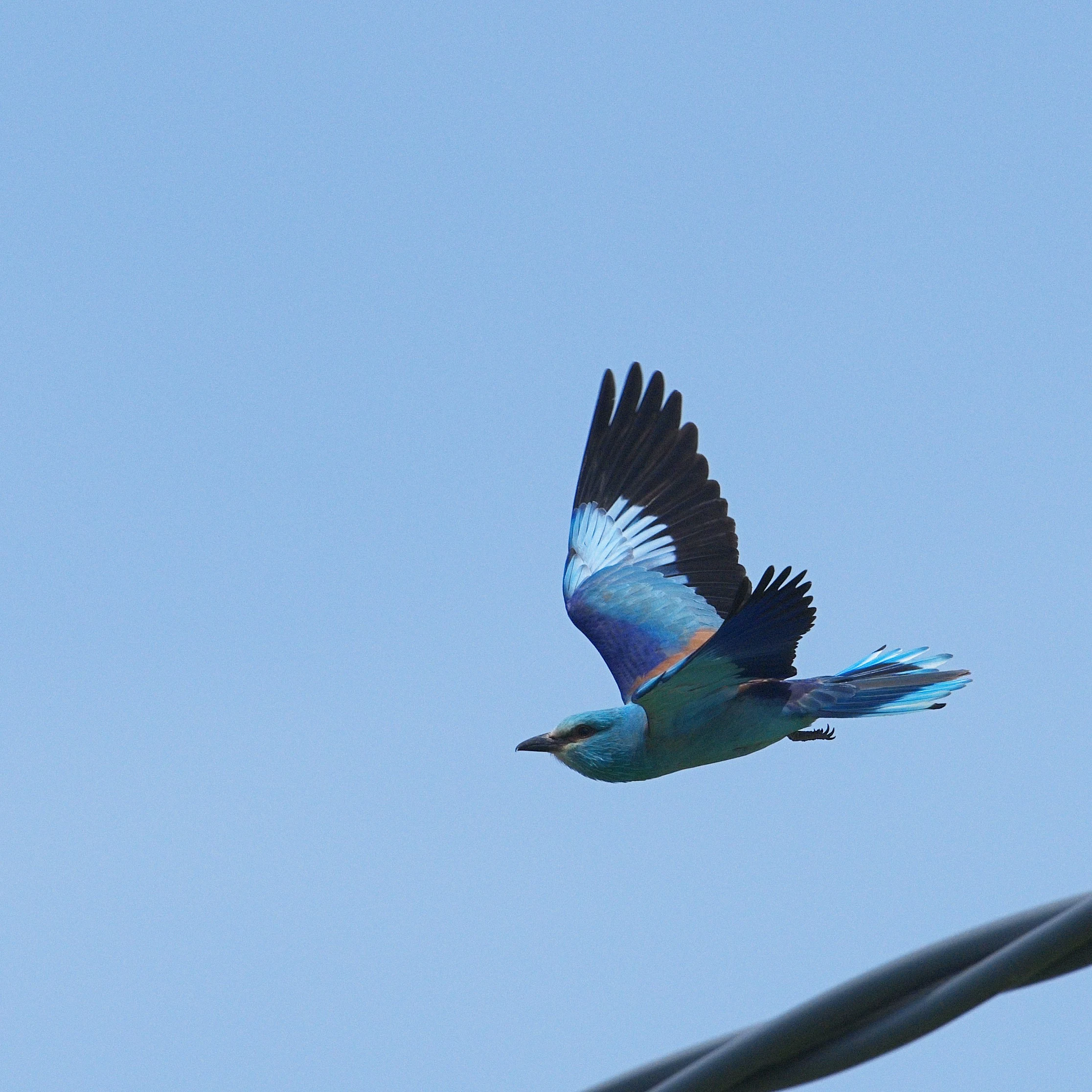 European Roller, Danube Delta, Romania — photo by Jim Bennett