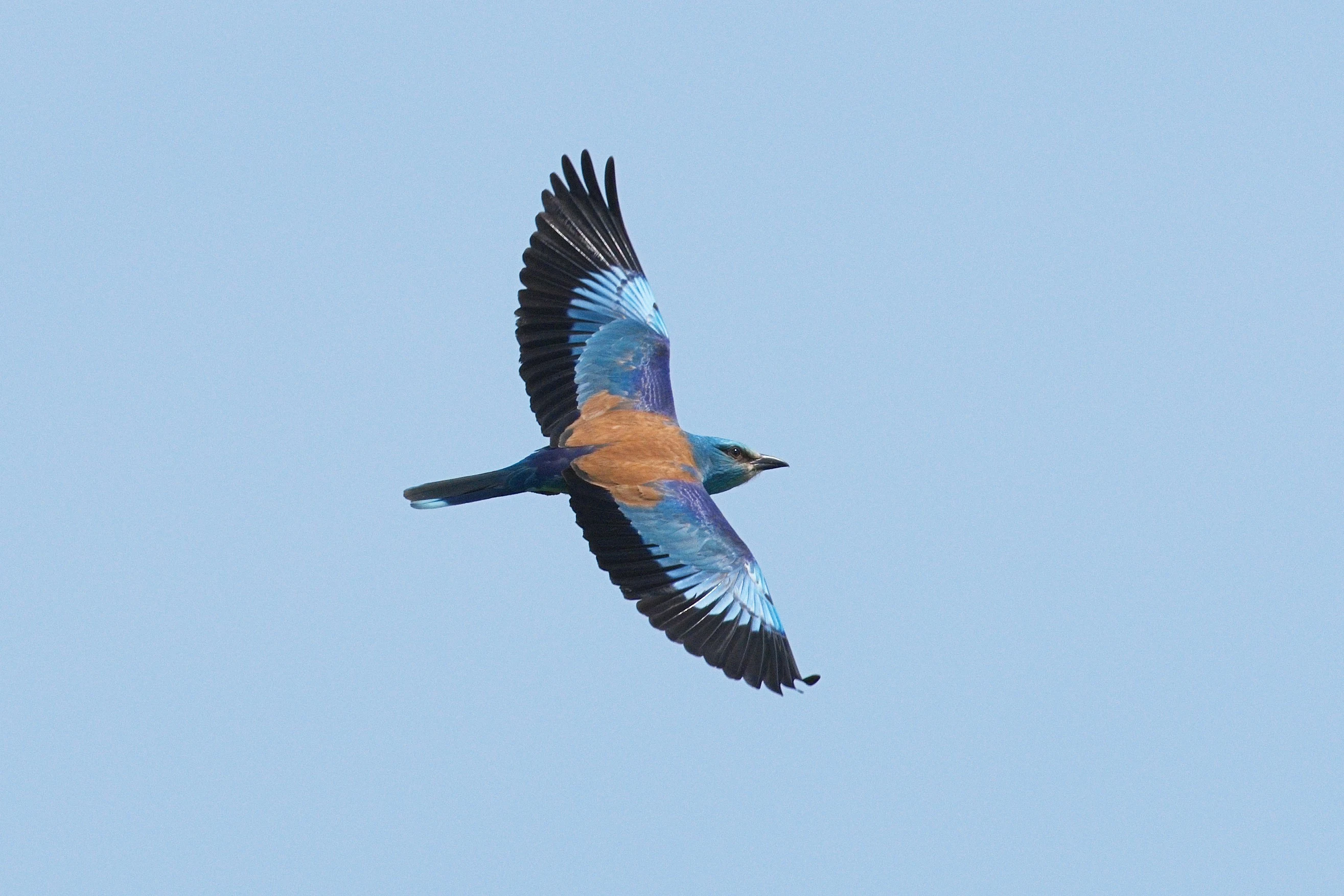 European Roller, Danube Delta, Romania — photo by Jim Bennett