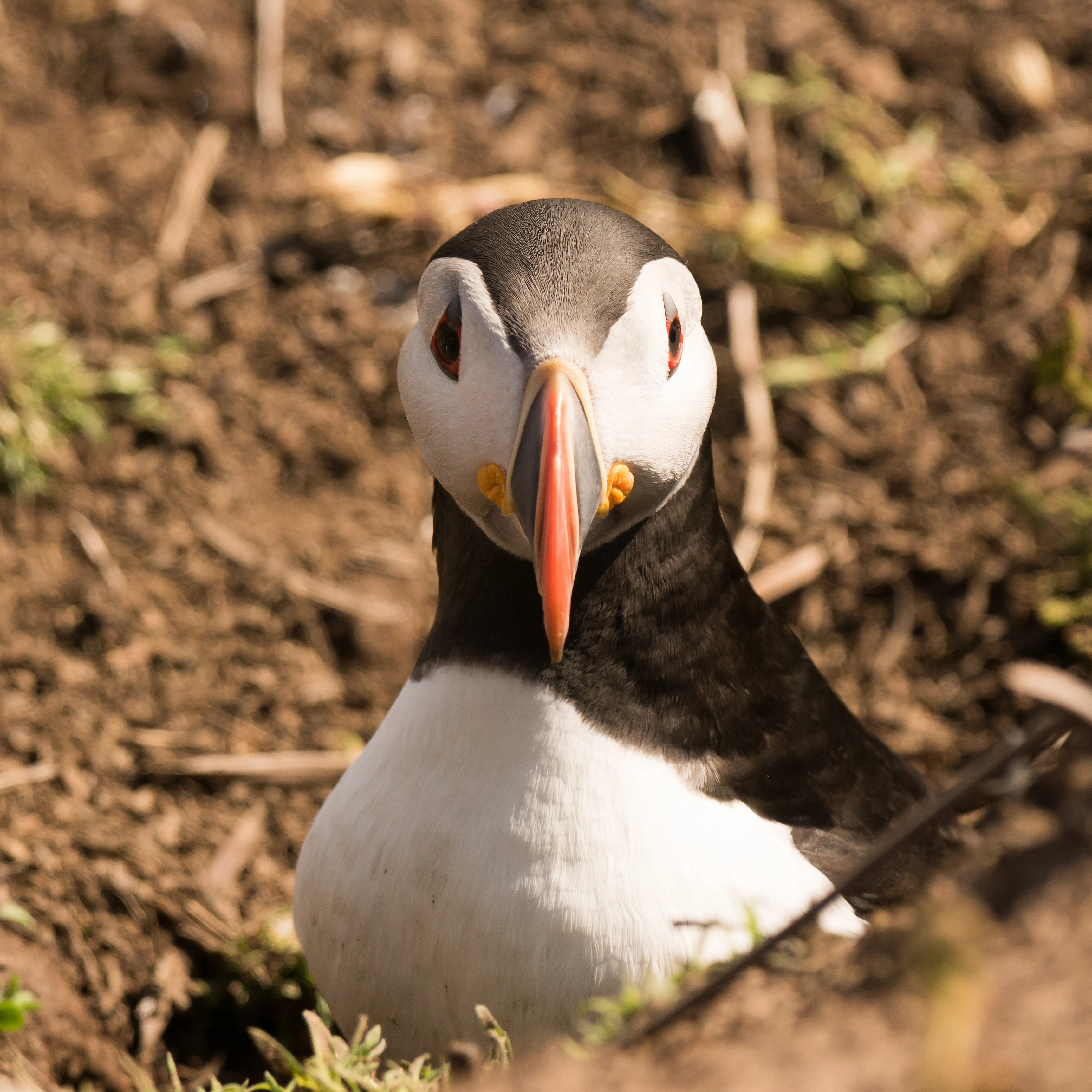 Atlantic Puffin, Skomer, Pembrokeshire, UK — photo by Jim Bennett