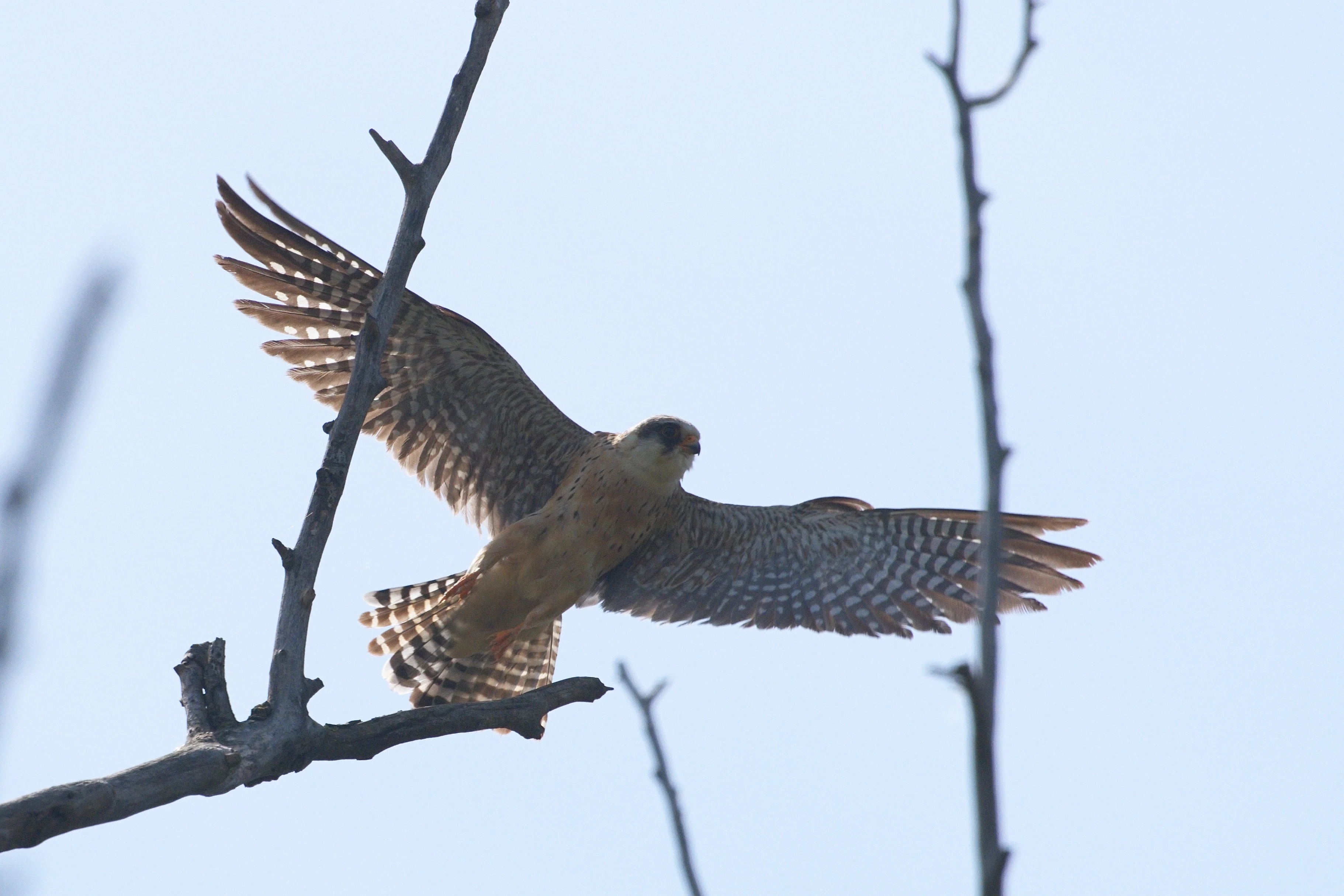 Red-footed Falcon, Danube Delta, Romania — photo by Jim Bennett