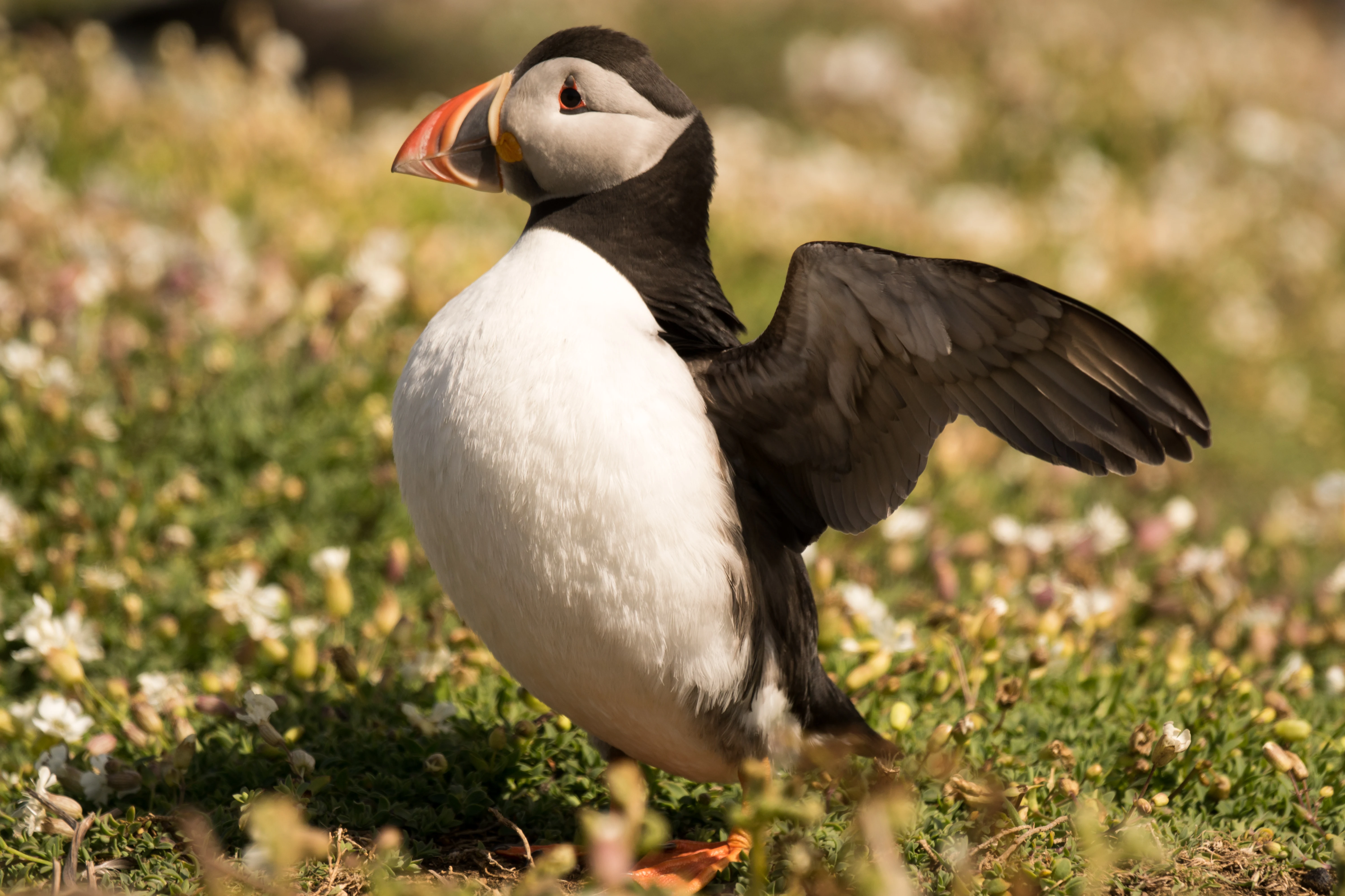 Atlantic Puffin, Skomer, Pembrokeshire, UK — photo by Jim Bennett