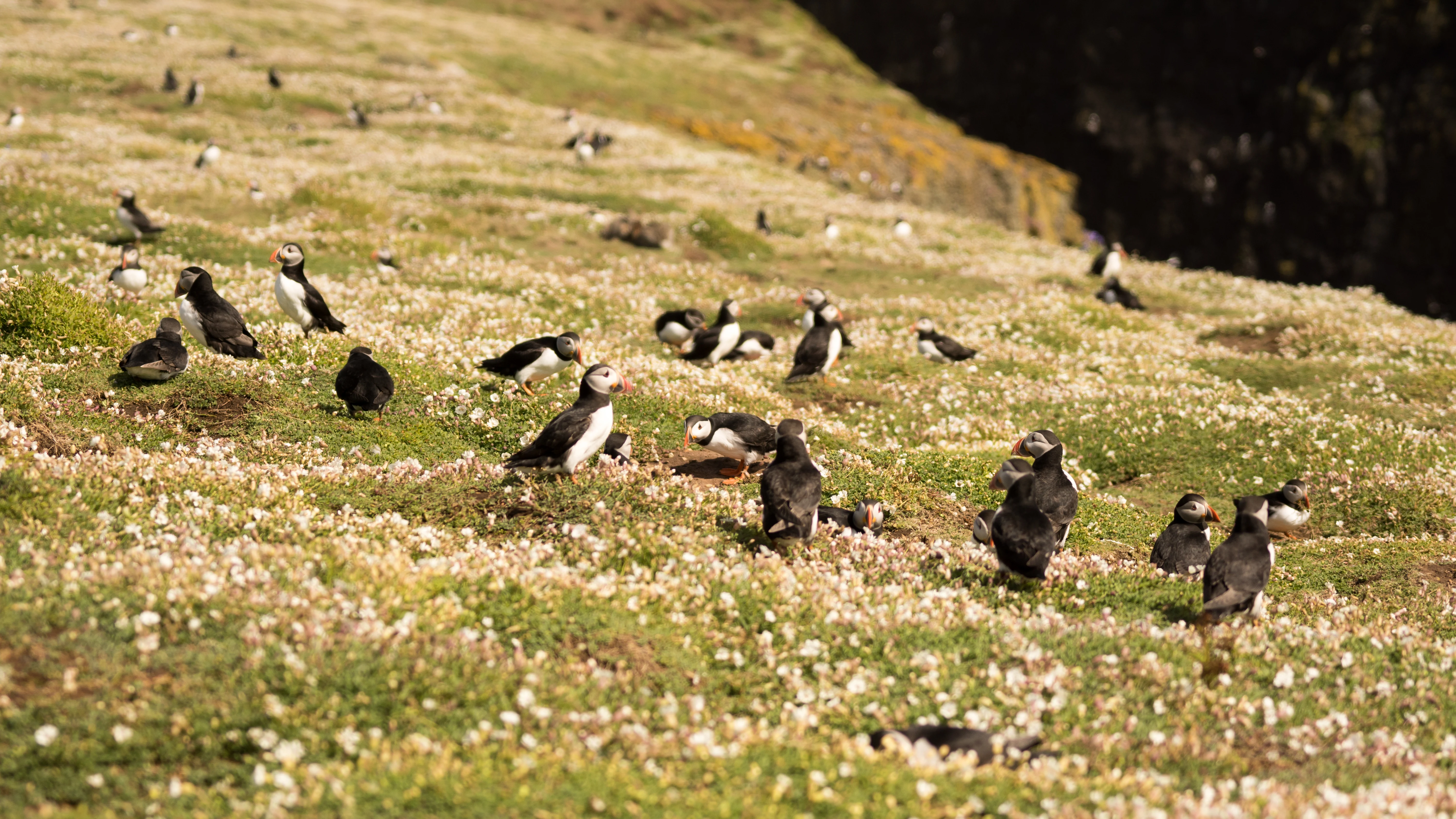 Atlantic Puffin colony, Skomer, Pembrokeshire, UK — photo by Jim Bennett