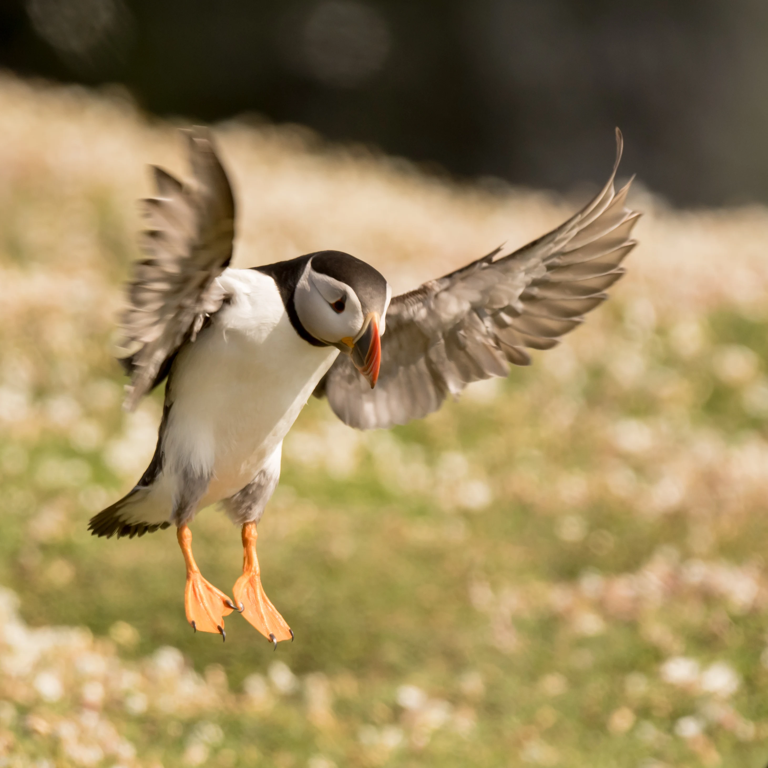 Atlantic Puffin, Skomer, Pembrokeshire, UK — photo by Jim Bennett
