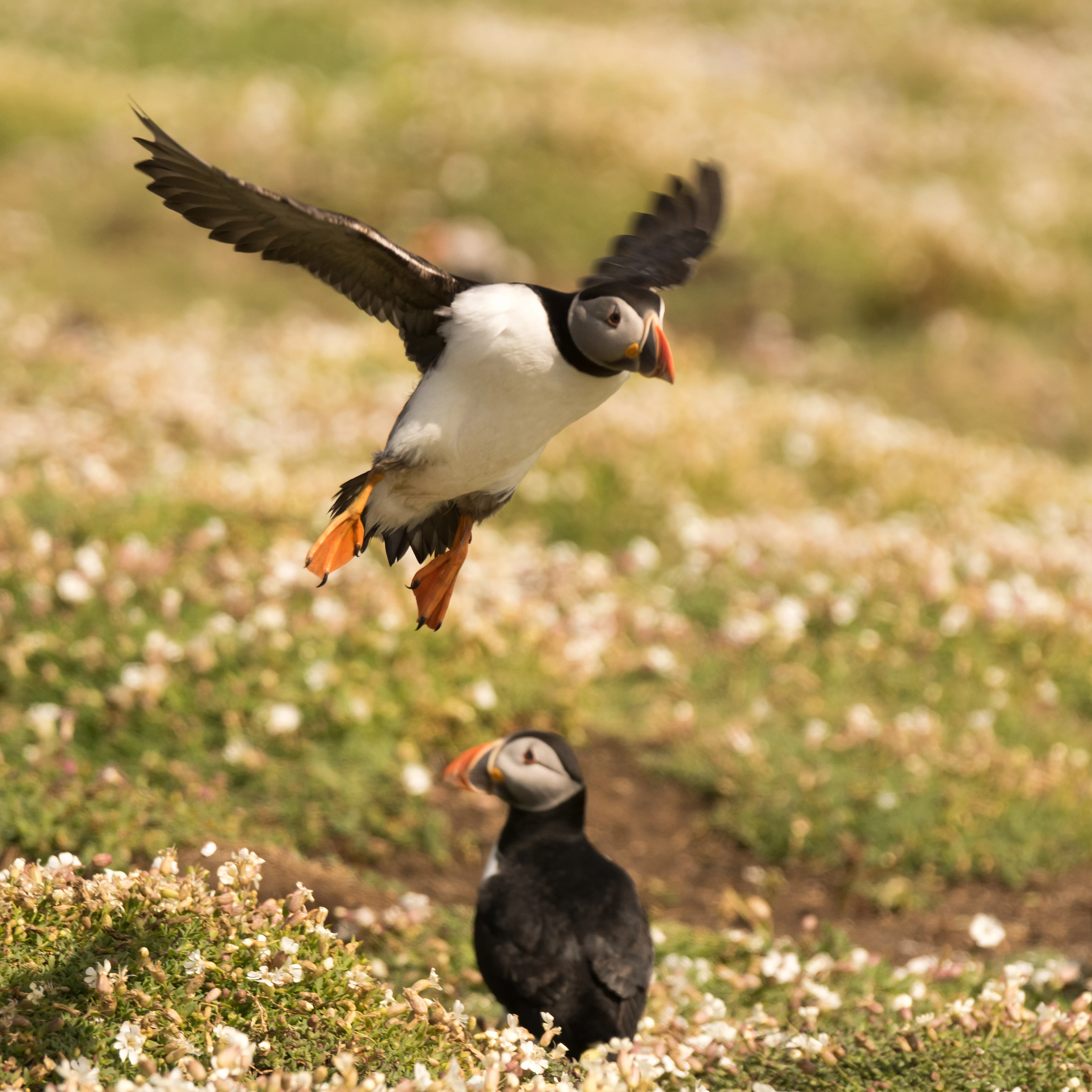 Atlantic Puffins, Skomer, Pembrokeshire, UK — photo by Jim Bennett