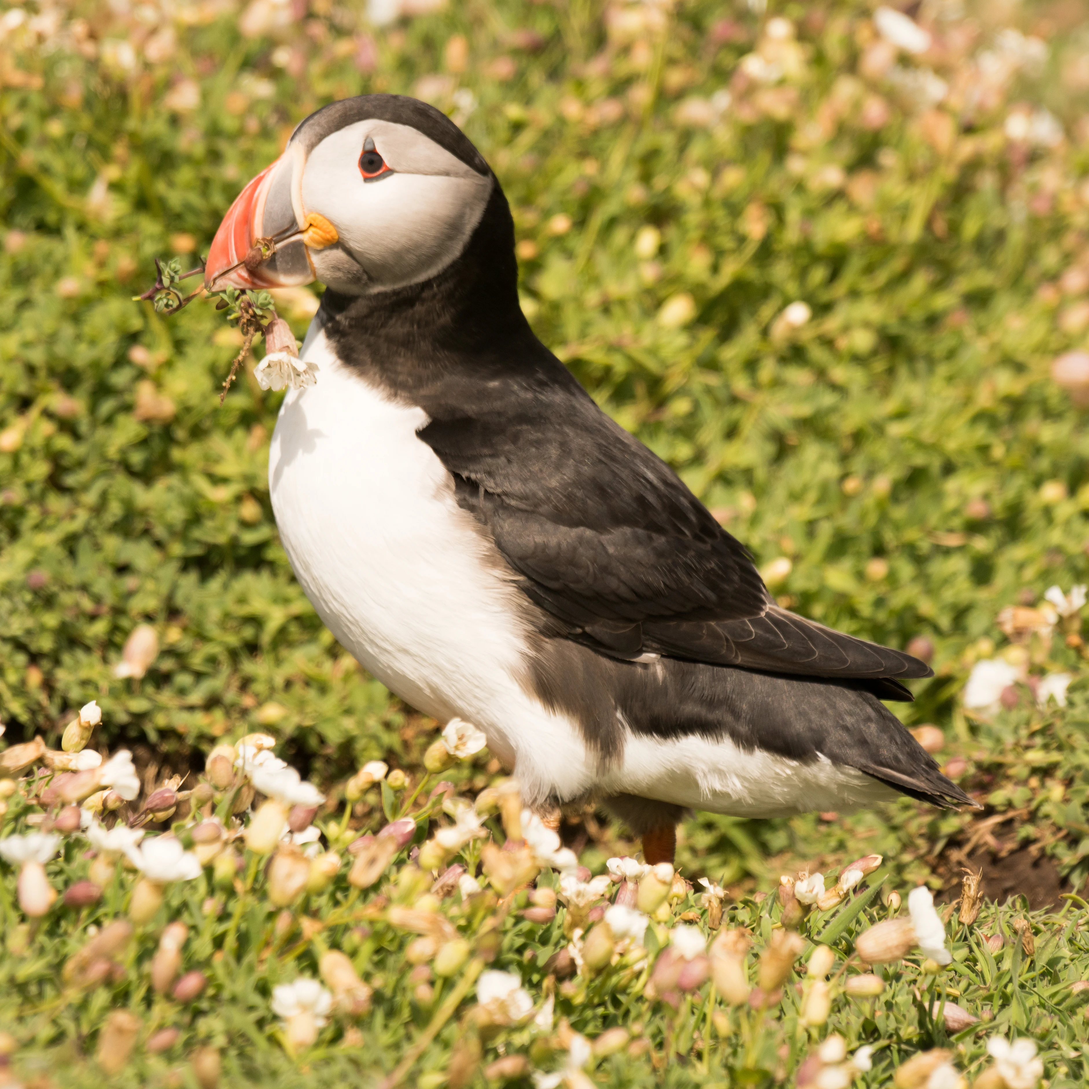 Atlantic Puffin, Skomer, Pembrokeshire, UK — photo by Jim Bennett