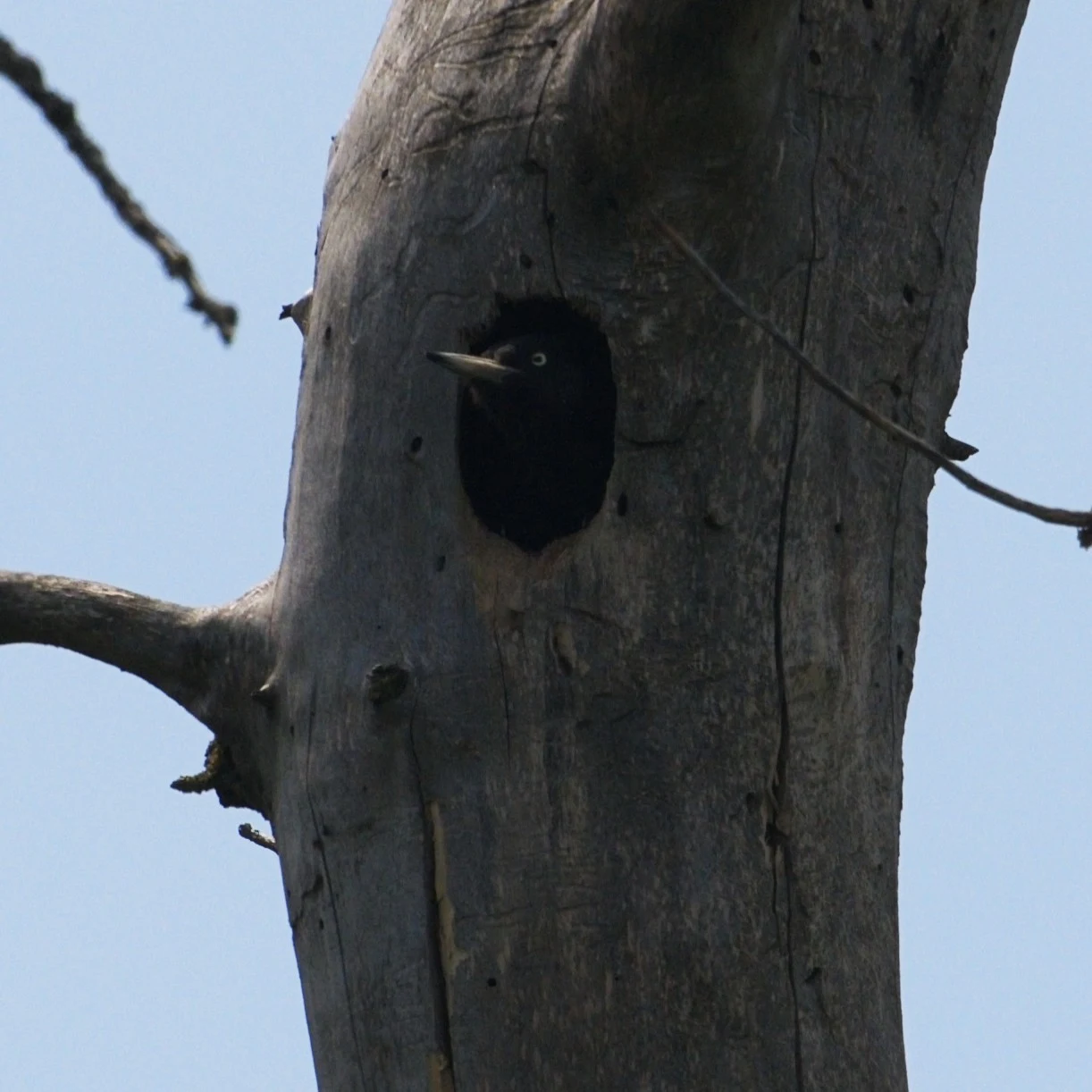 Black Woodpecker nest, Danube Delta, Romania — photo by Jim Bennett