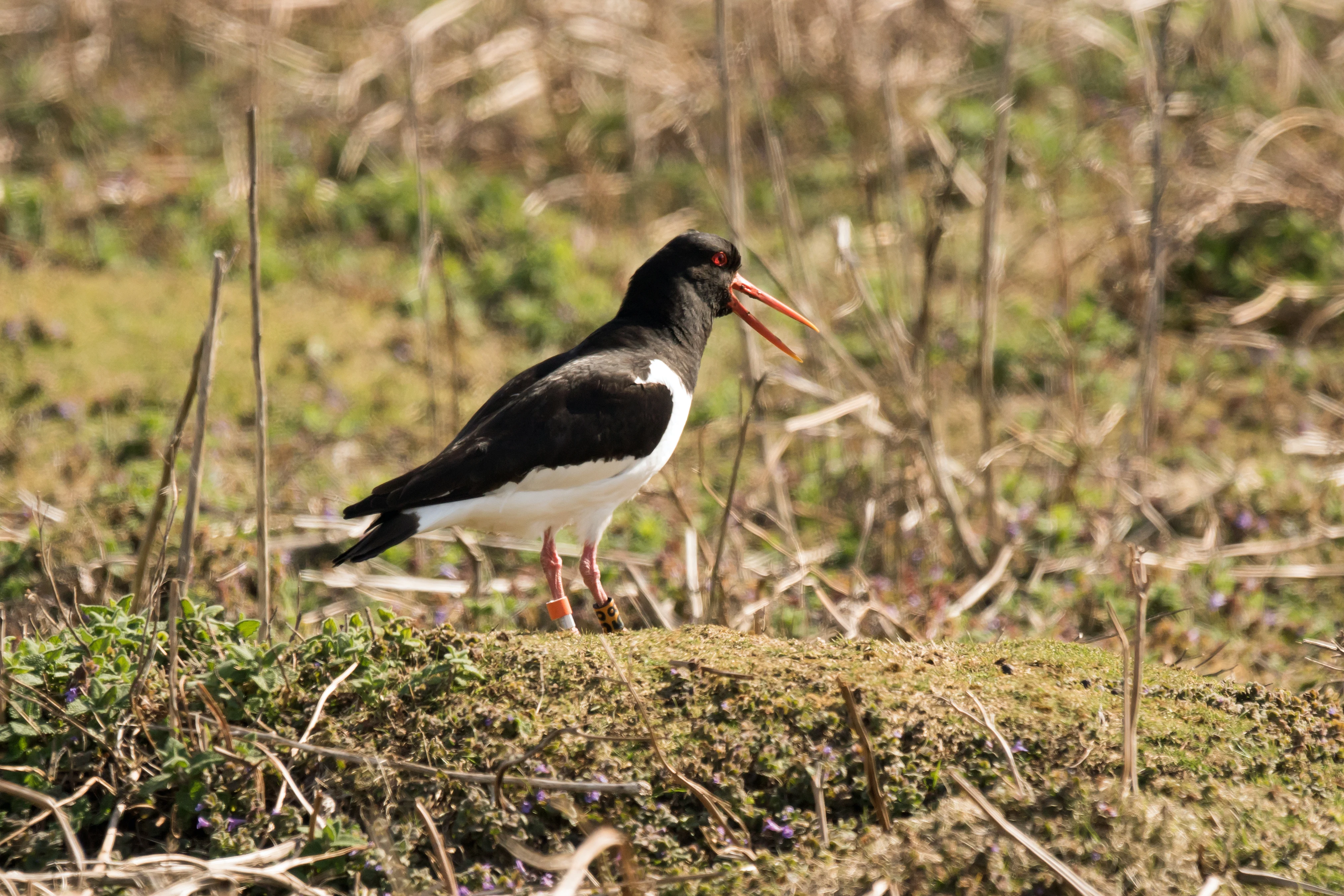 Oystercatcher, Skomer, Pembrokeshire, UK — photo by Jim Bennett