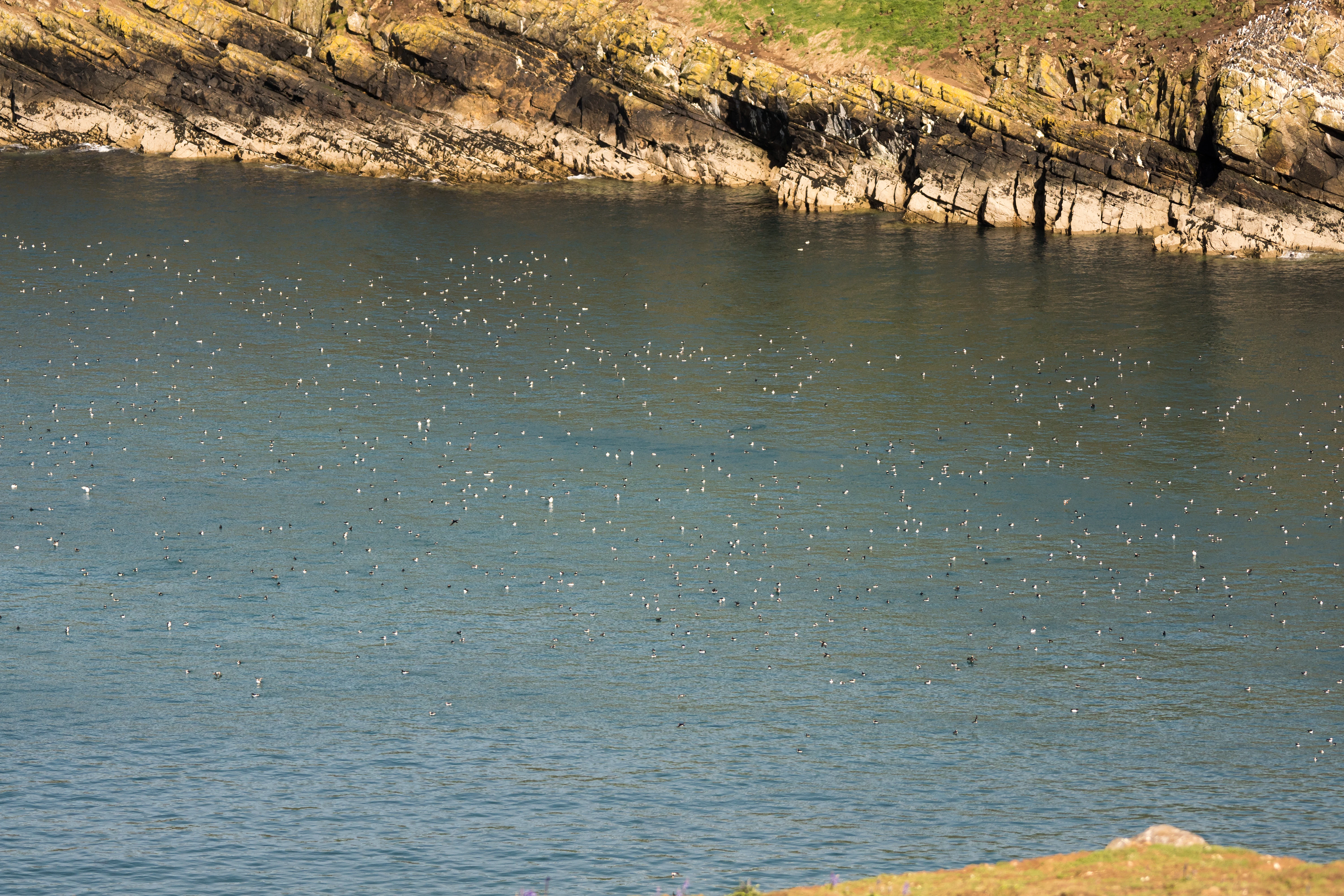 Atlantic Puffins, Skomer, Pembrokeshire, UK — photo by Jim Bennett