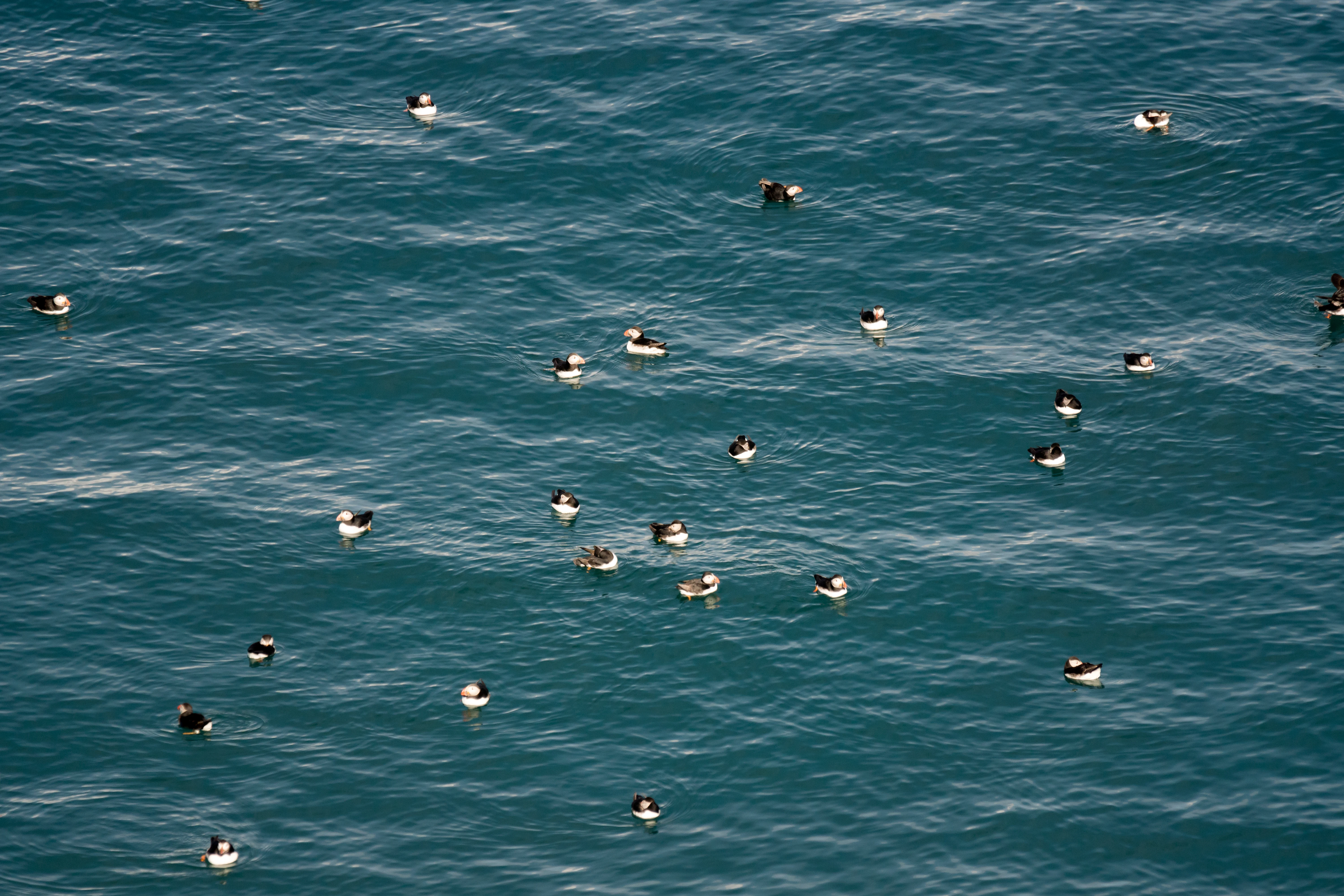 Atlantic Puffins, Skomer, Pembrokeshire, UK — photo by Jim Bennett