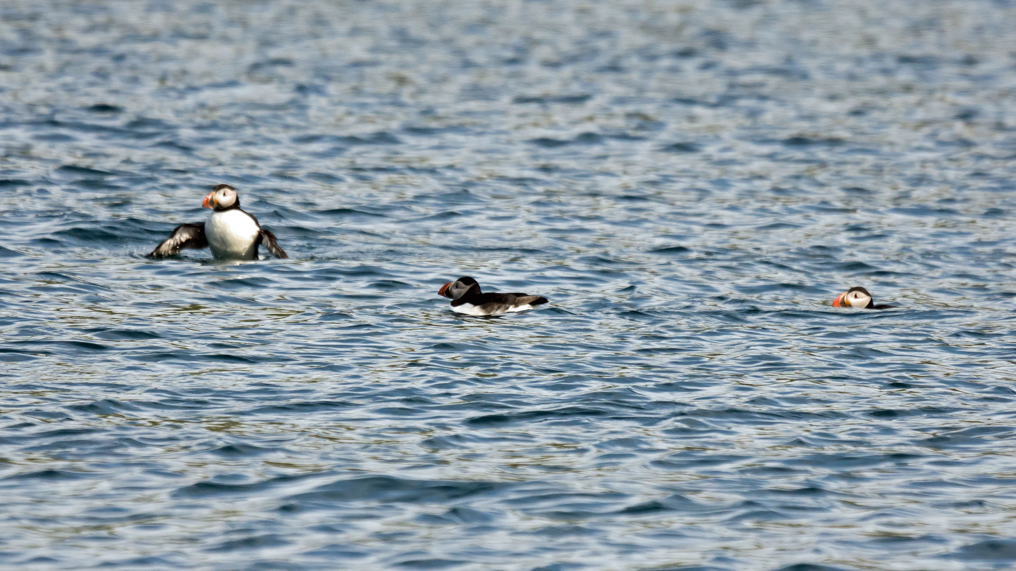 Atlantic Puffins, Skomer, Pembrokeshire, UK — photo by Jim Bennett