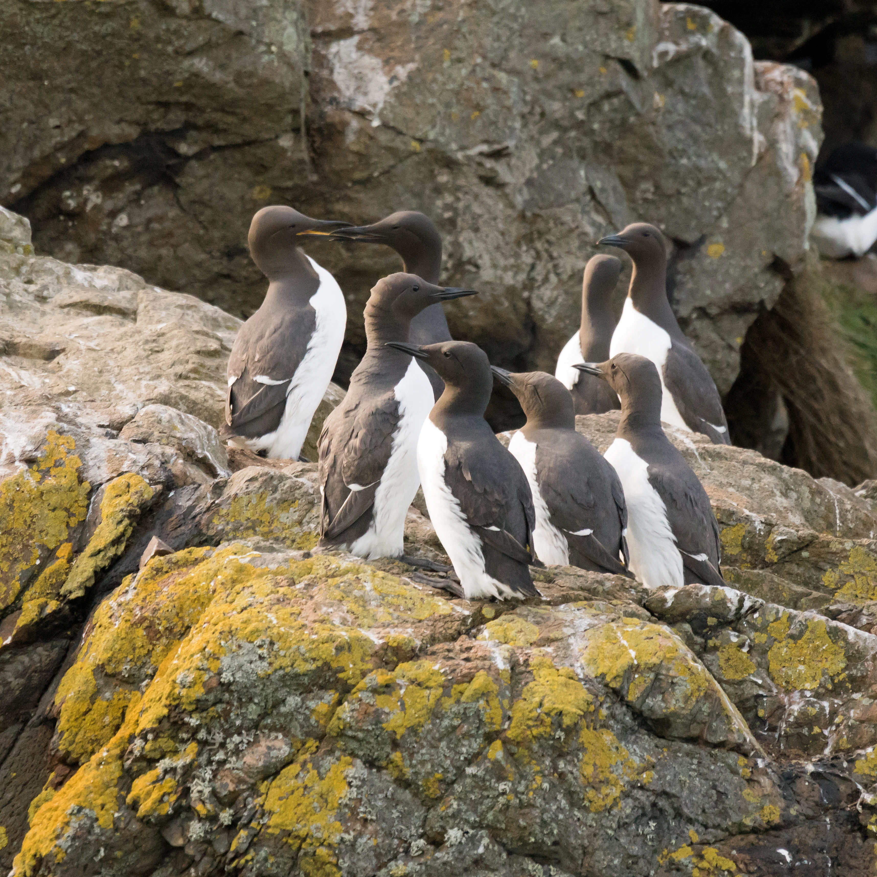 Common Guillemots, Skomer, Pembrokeshire, UK — photo by Jim Bennett