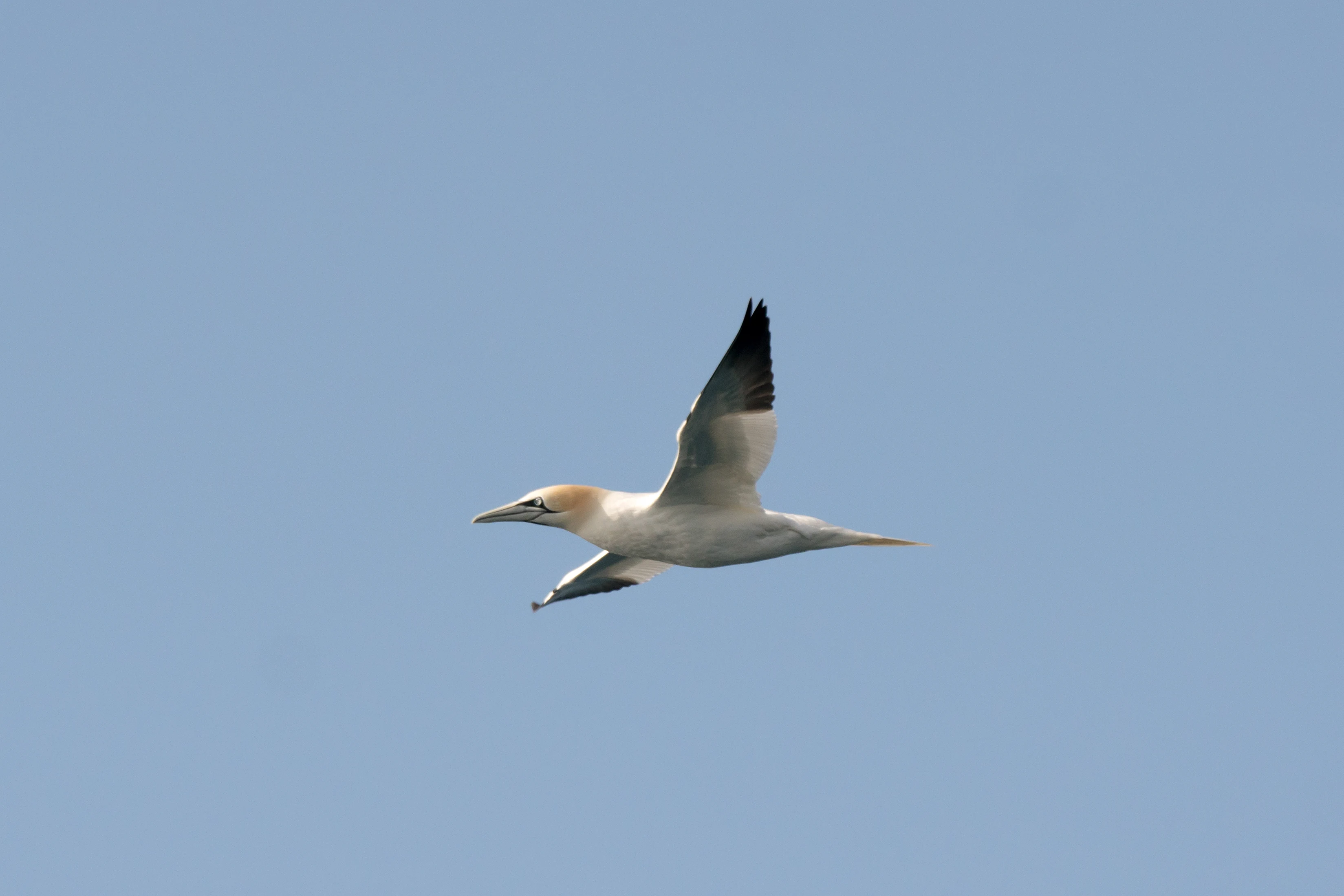 Northern Gannet, Skomer, Pembrokeshire, UK — photo by Jim Bennett