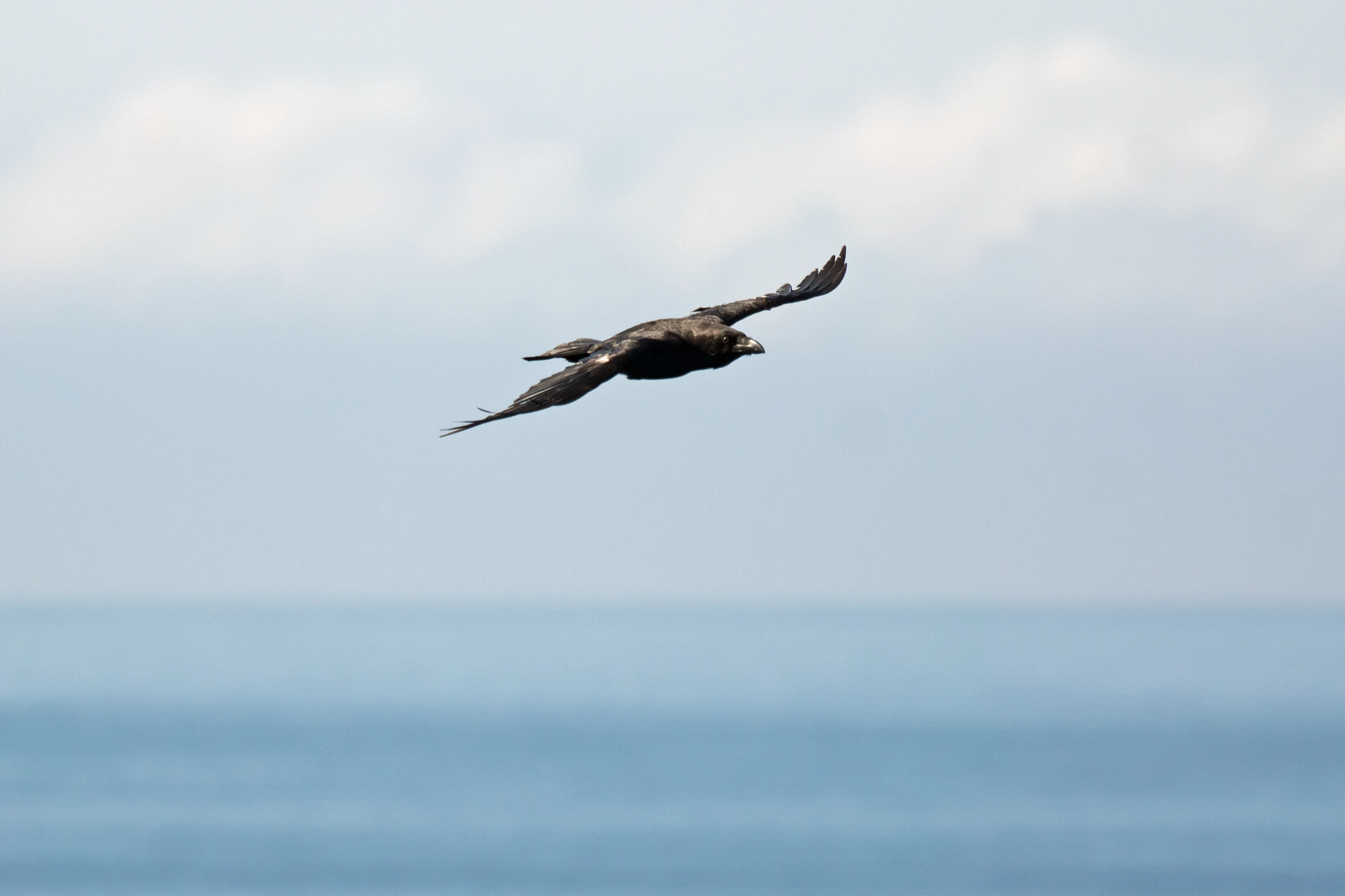 Raven, Caerfi Bay, Pembrokeshire, UK — photo by Jim Bennett