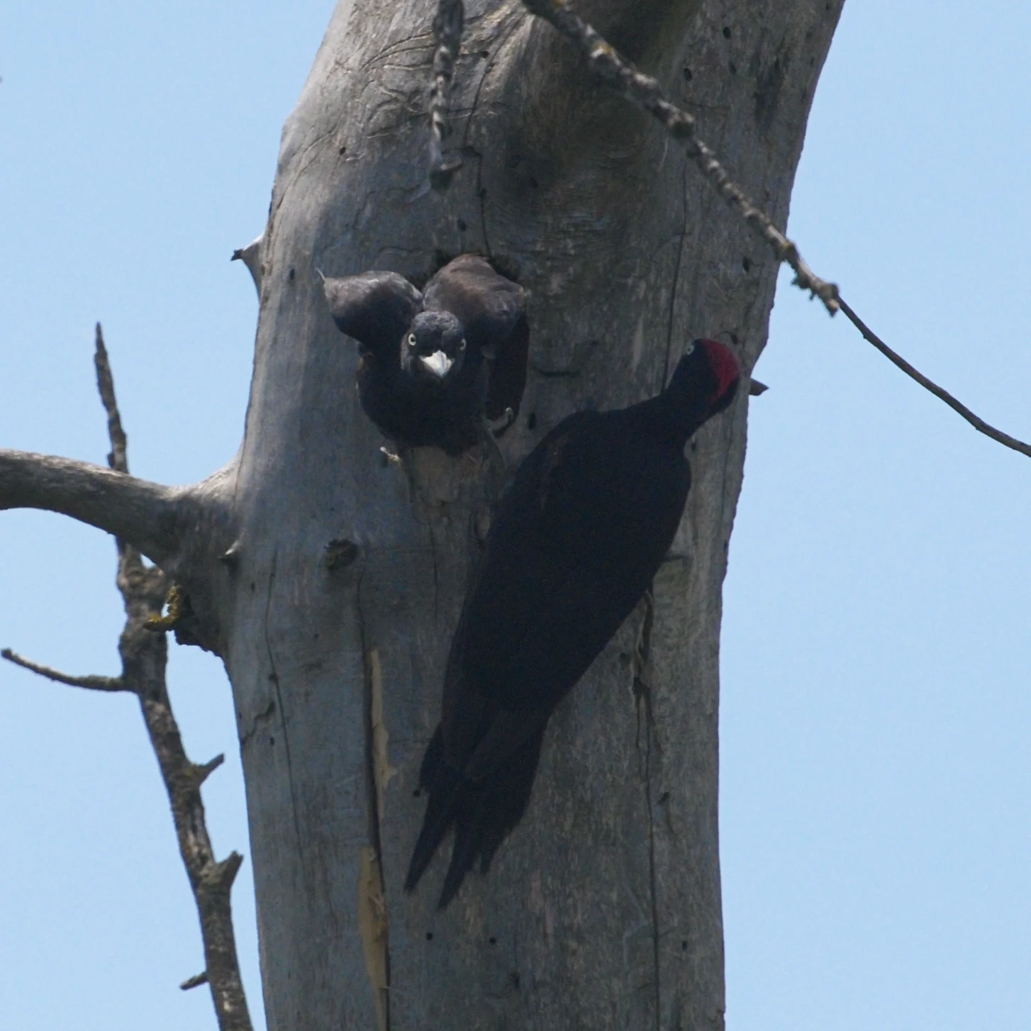Black Woodpecker nest, Danube Delta, Romania — photo by Jim Bennett