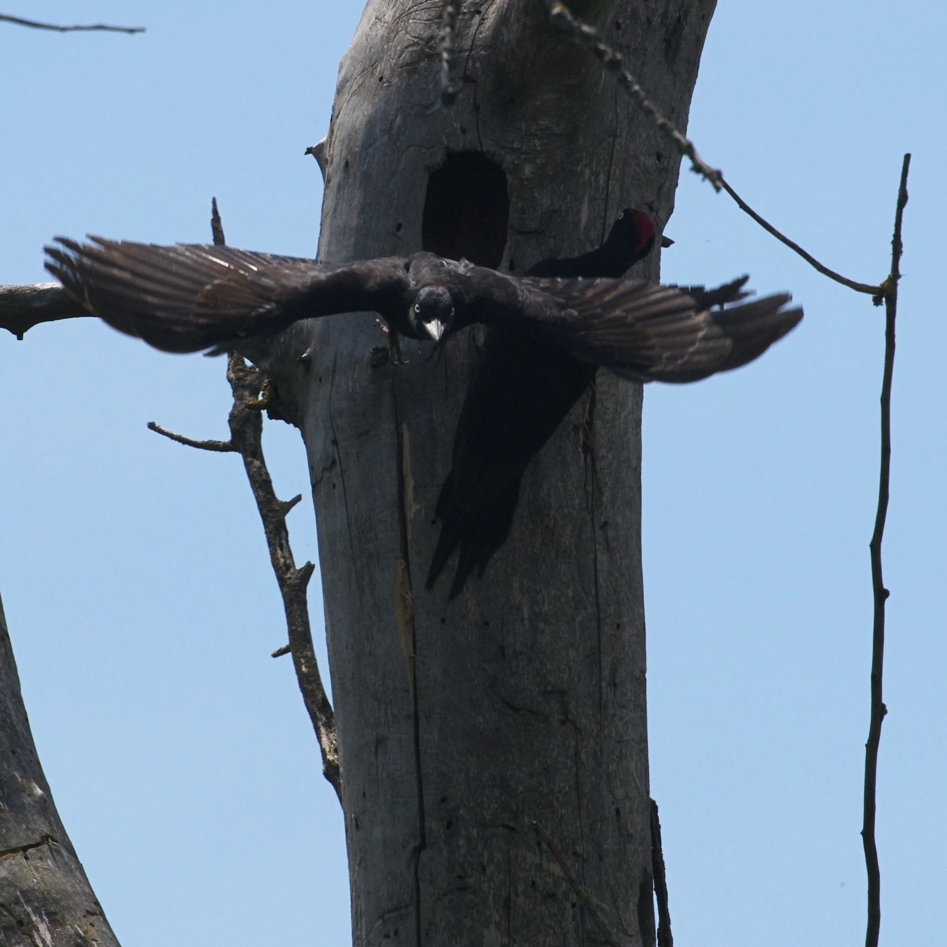 Black Woodpecker nest, Danube Delta, Romania — photo by Jim Bennett