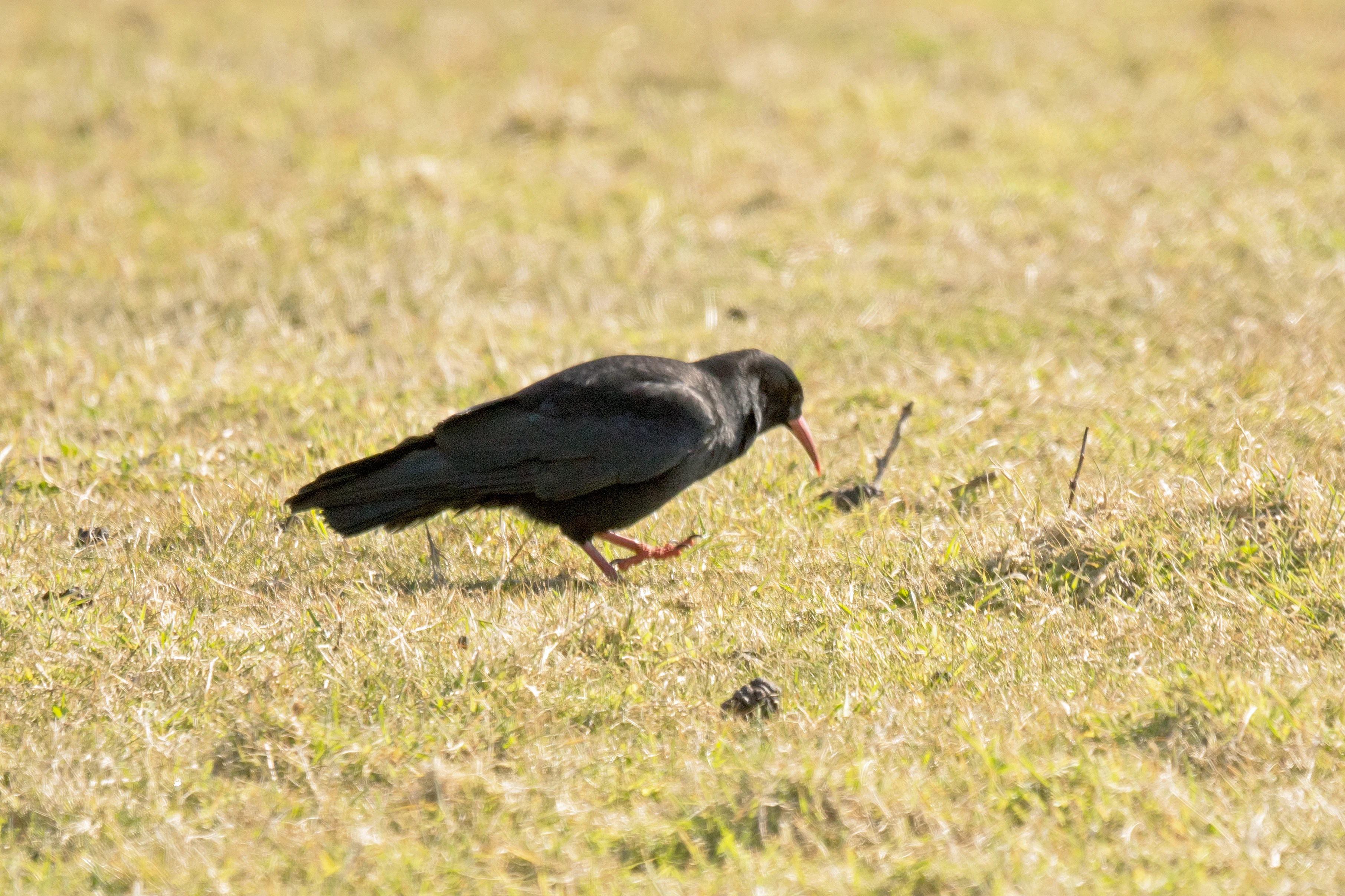 Red-billed Chough, Caerfi Bay, Pembrokeshire, UK — photo by Jim Bennett