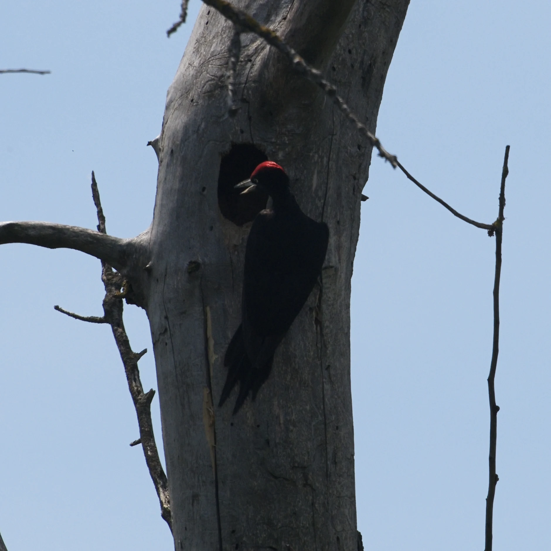 Black Woodpecker nest, Danube Delta, Romania — photo by Jim Bennett