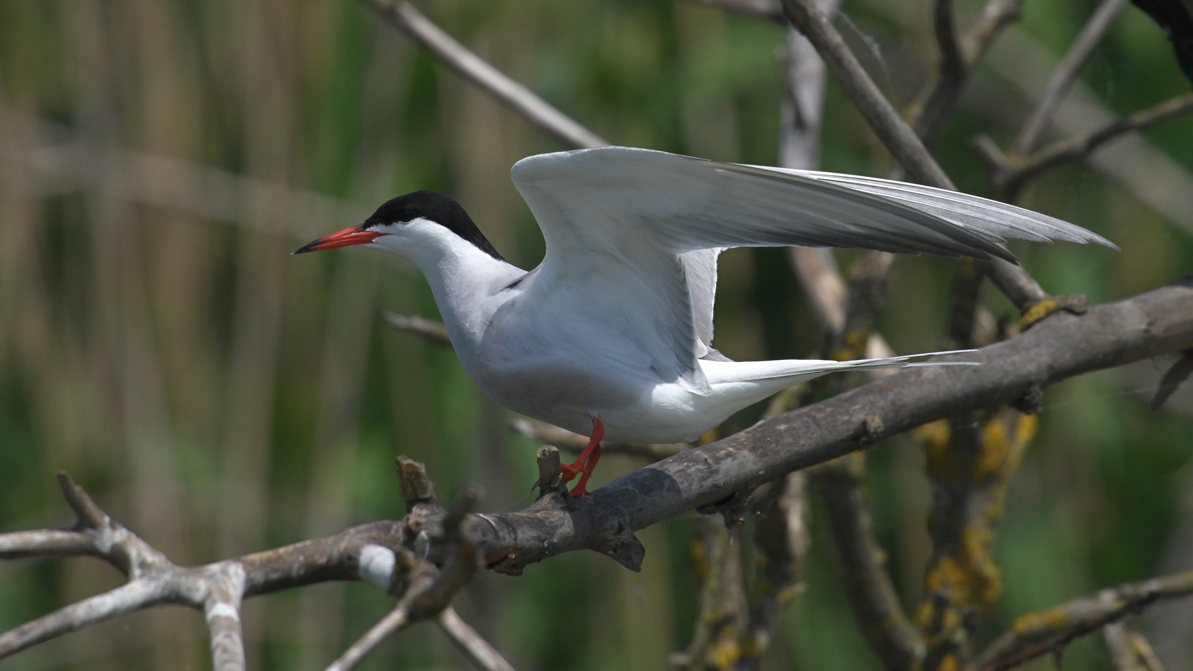 Common Tern, Danube Delta, Romania — photo by Jim Bennett