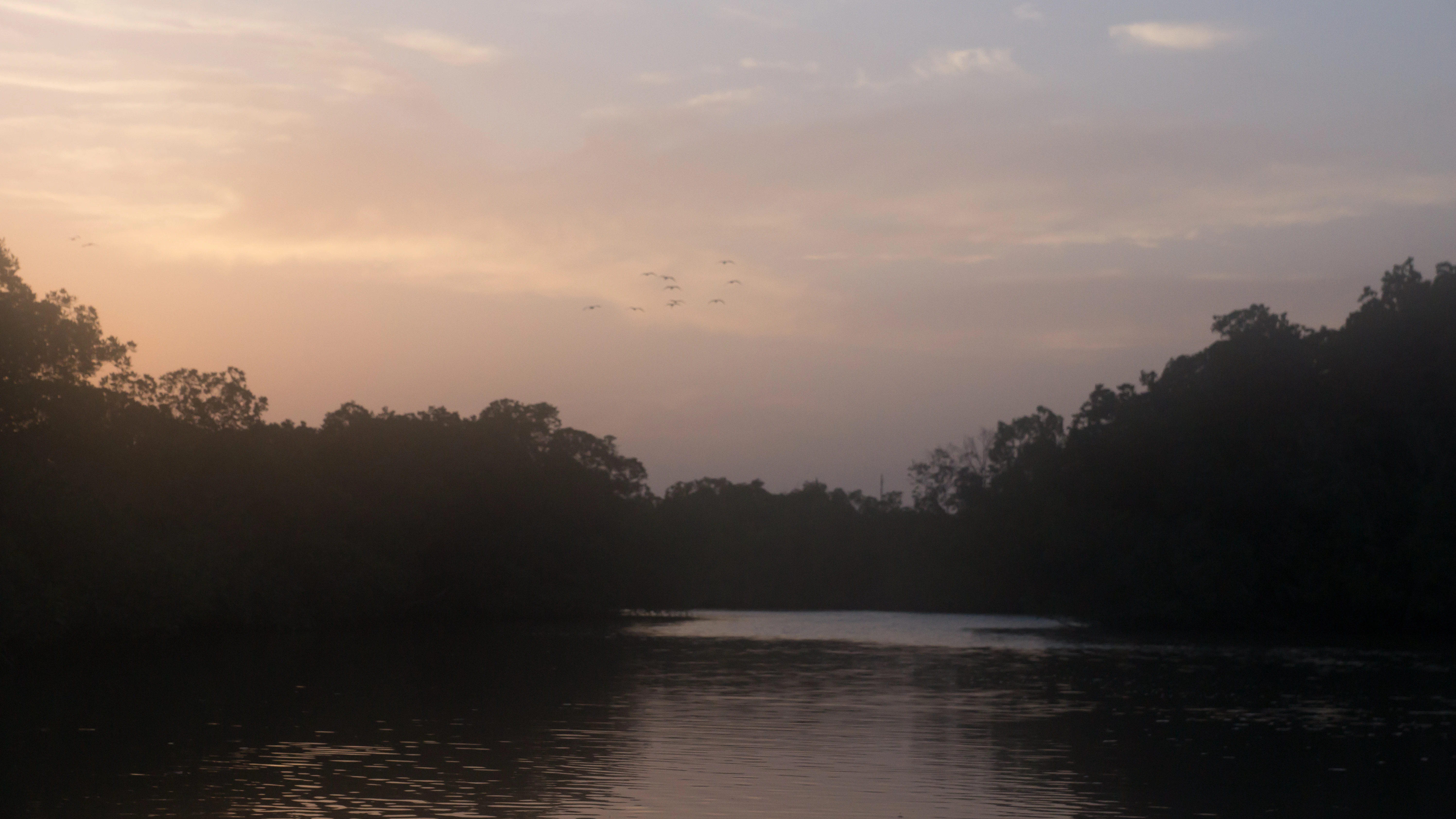 Egrets approaching the roost, The Gambia — photo by Jim Bennett
