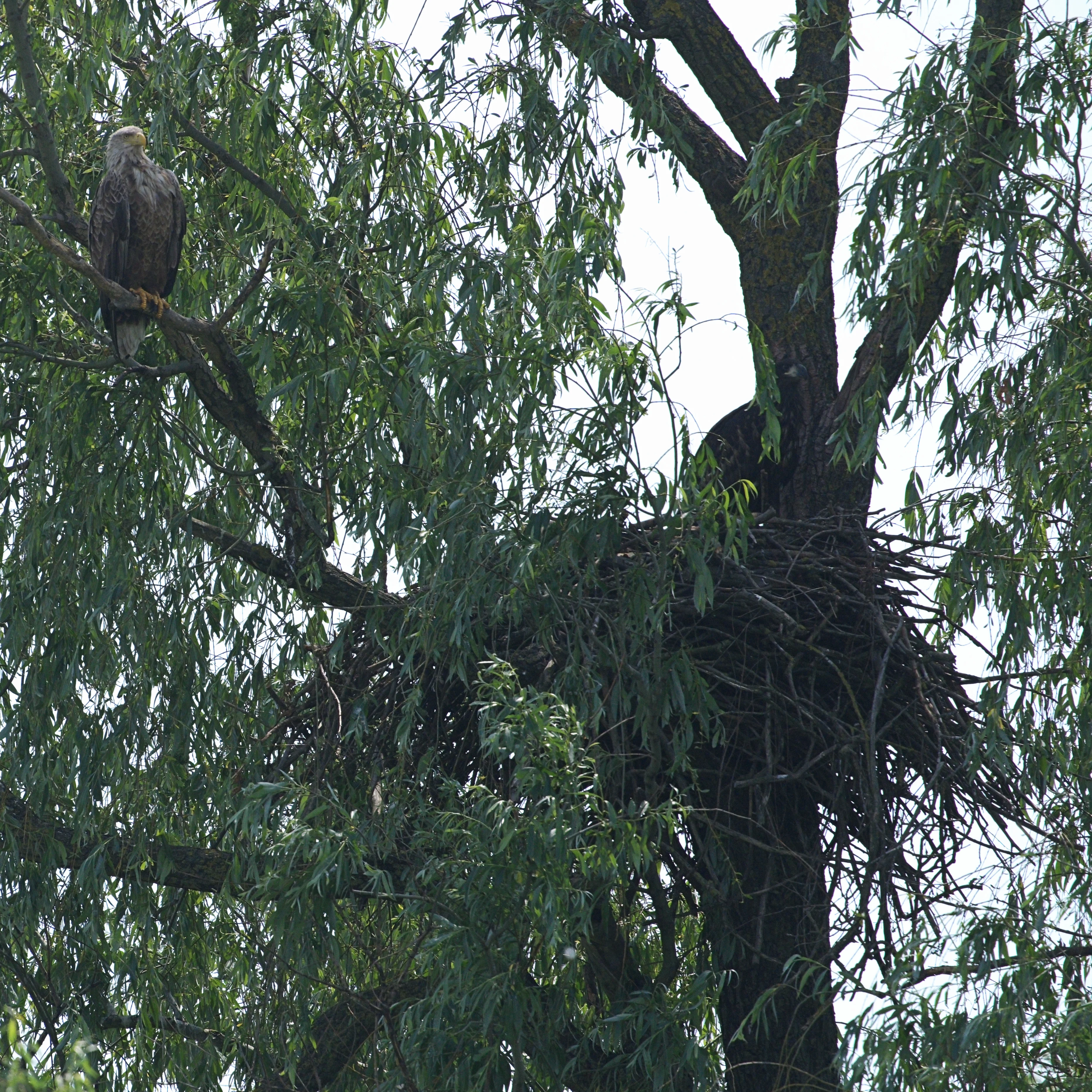 White-tailed Eagle nest, Danube Delta, Romania — photo by Jim Bennett