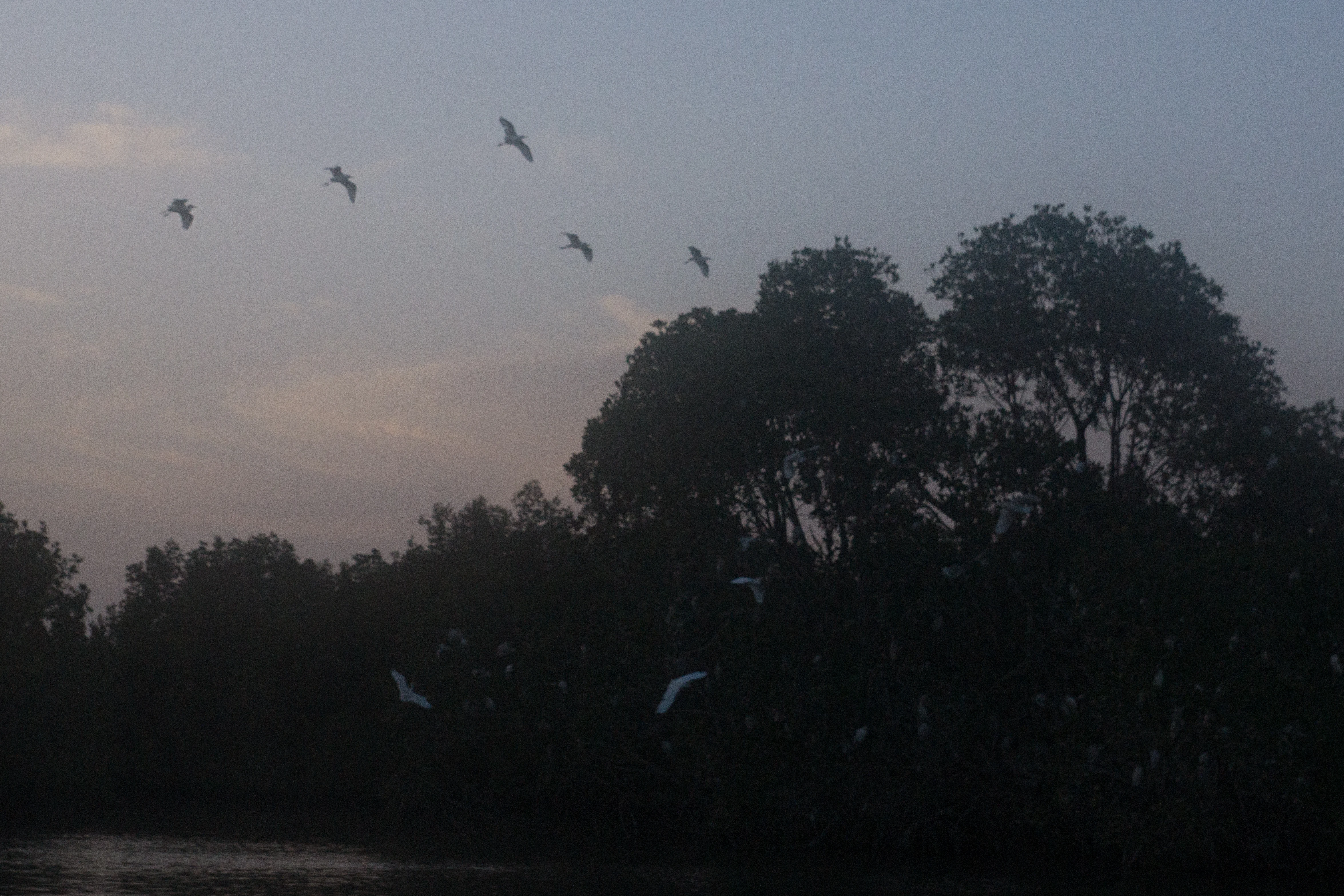 Egrets approaching the roost, The Gambia — photo by Jim Bennett