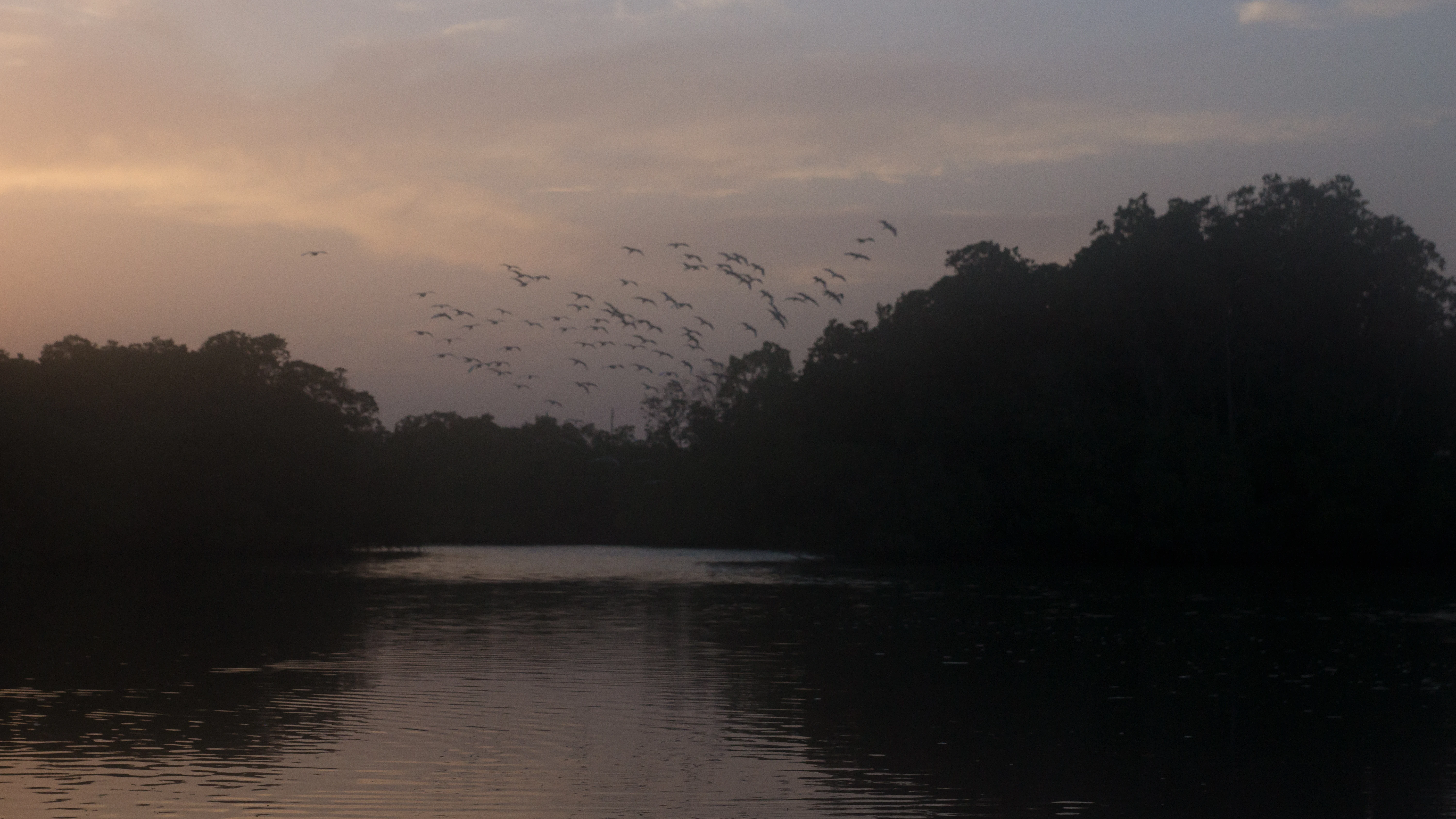 Egrets approaching the roost, The Gambia — photo by Jim Bennett