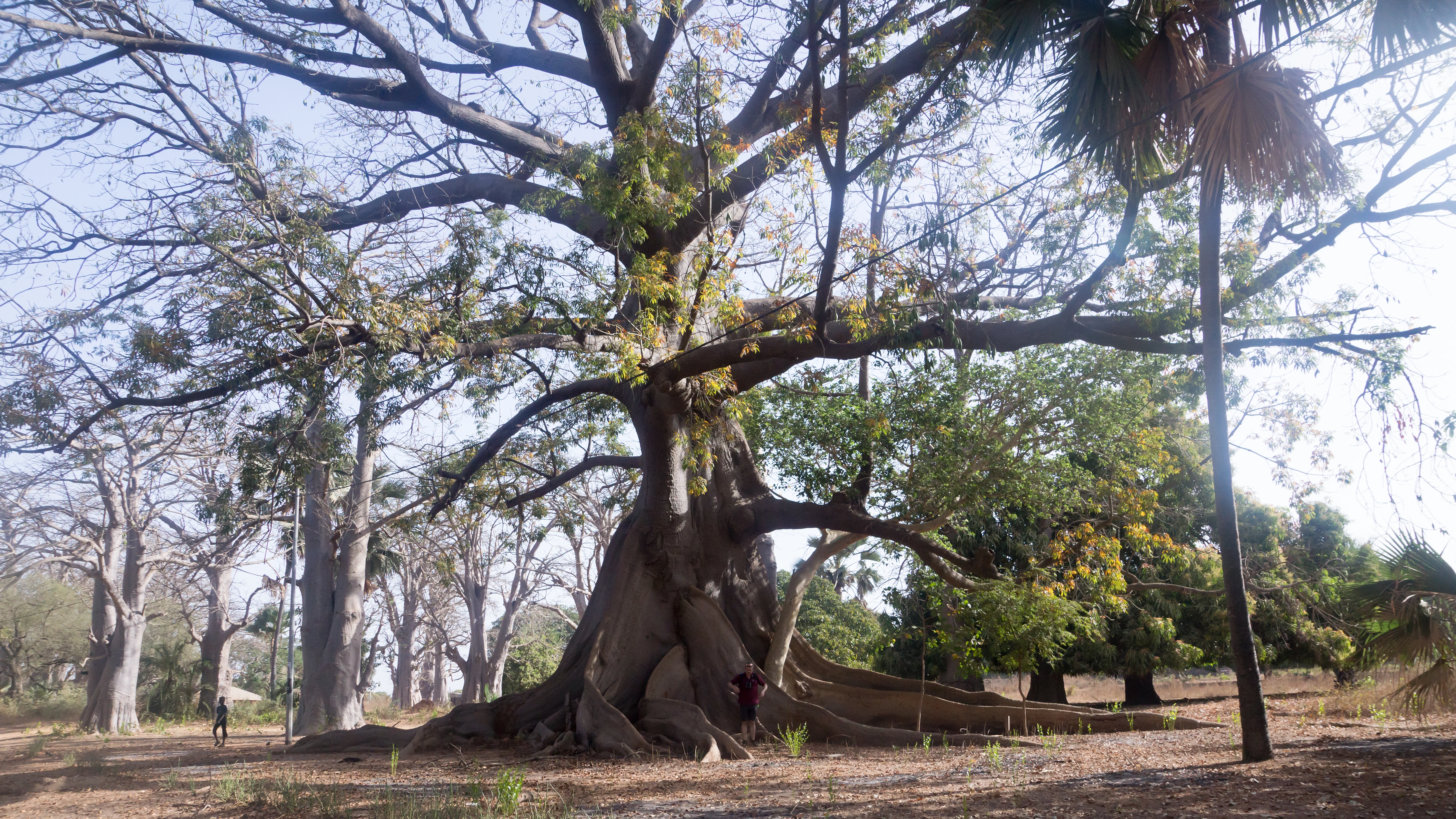 Kapok Tree, The Gambia — photo by Jim Bennett
