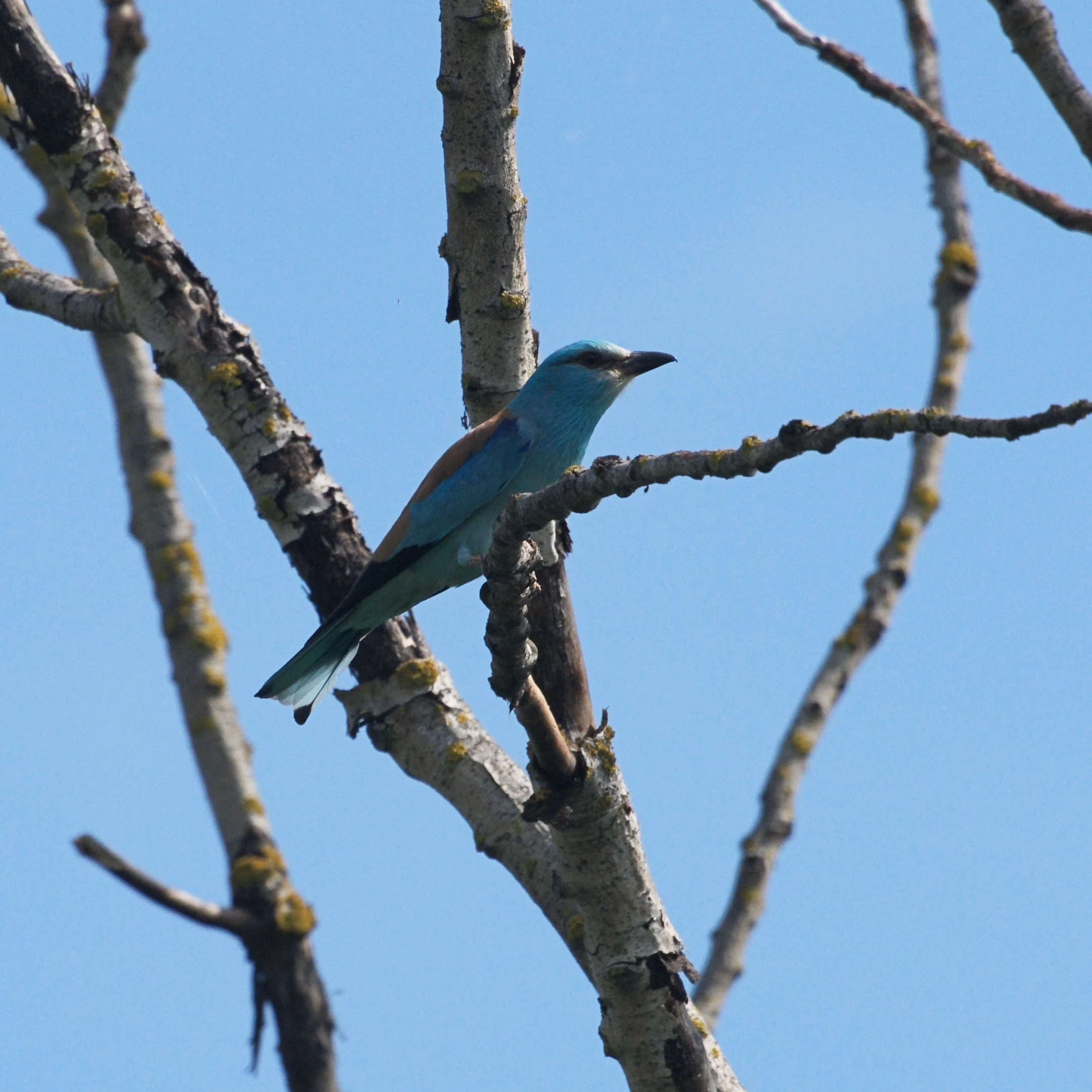 European Roller, Danube Delta, Romania — photo by Jim Bennett