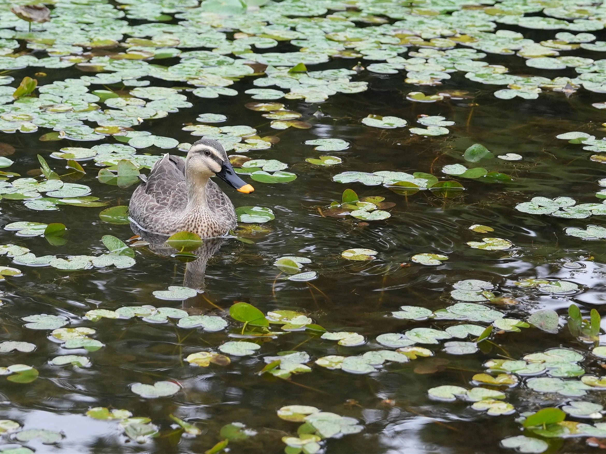 Chinese Spot-billed Duck, Imperial Palace Gardens, Tokyo, Japan — photo by Jim Bennett