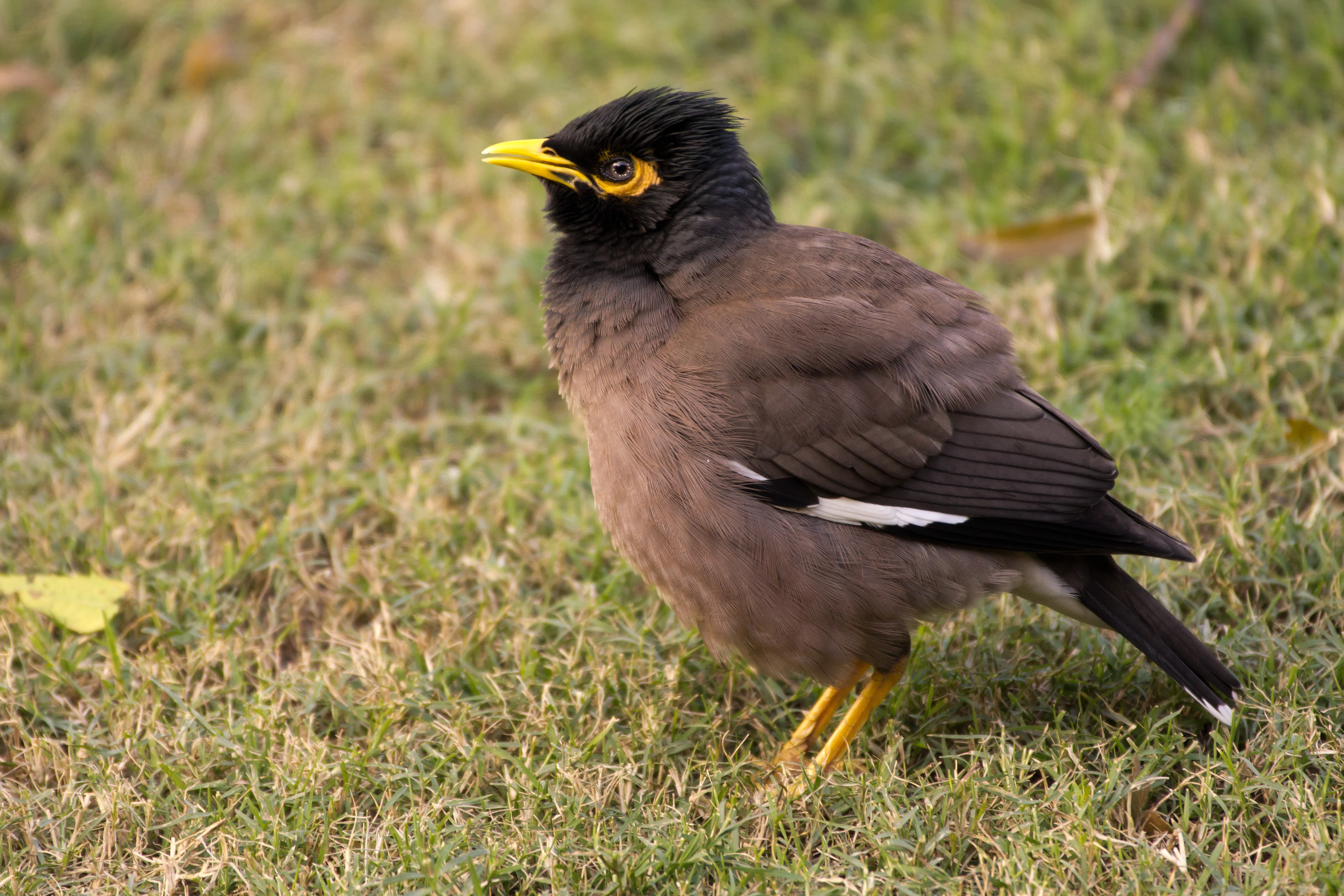 Common Myna, Uttar Pradesh, India — photo by Jim Bennett