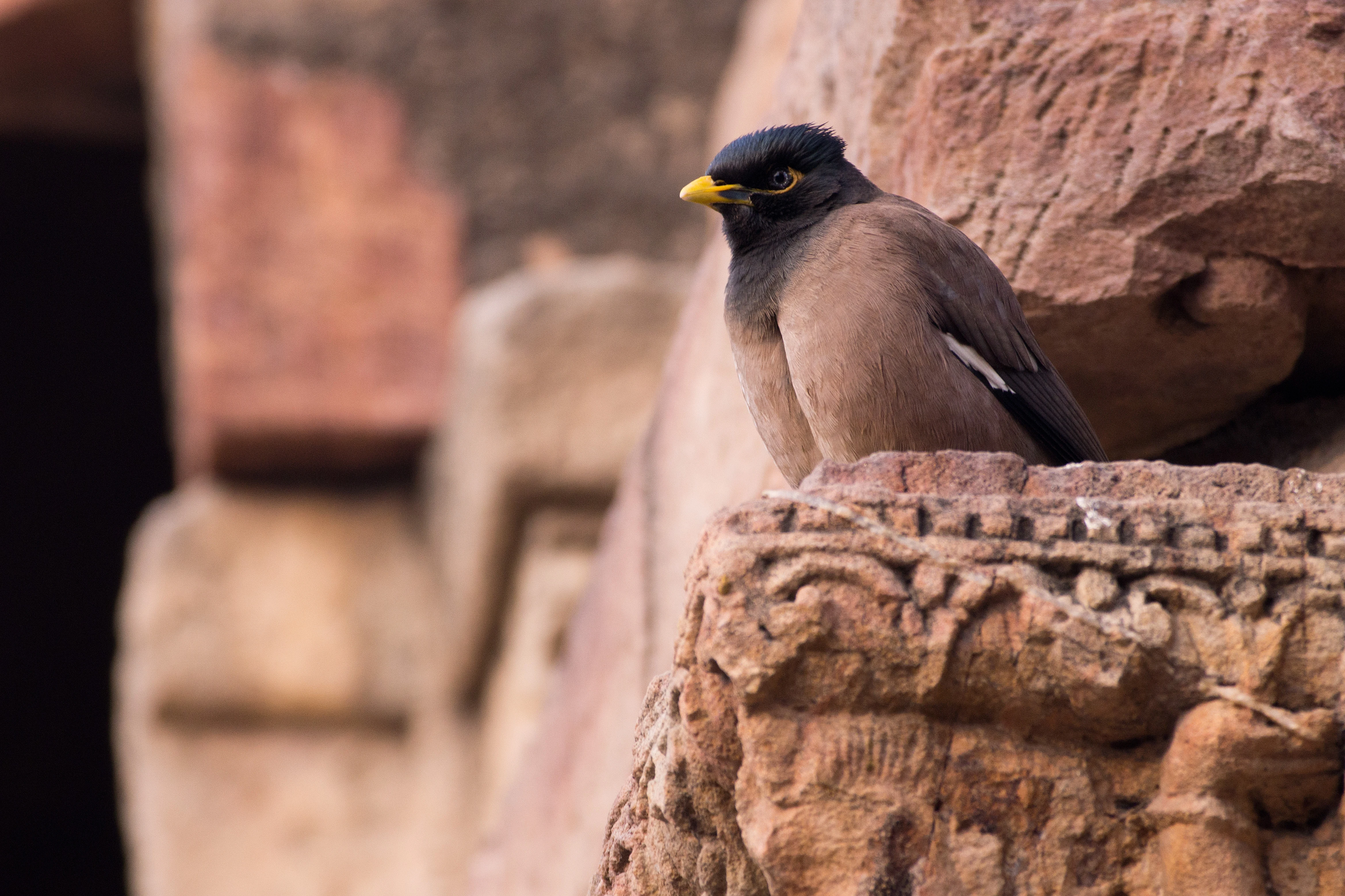 Common Myna, Uttar Pradesh, India — photo by Jim Bennett