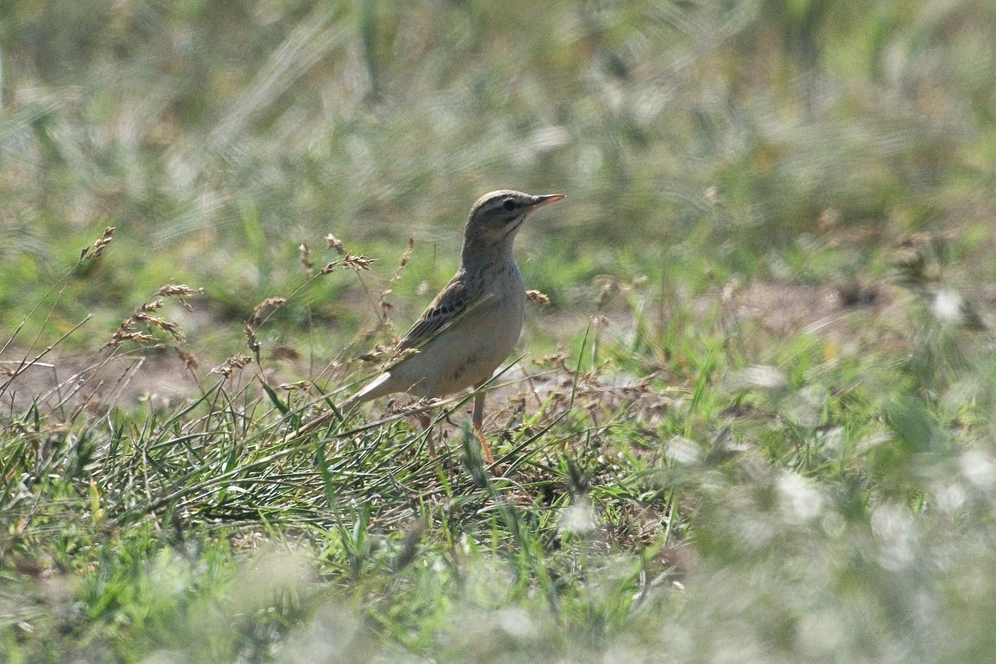 Tawny Pipit, Somova, Romania — photo by Jim Bennett