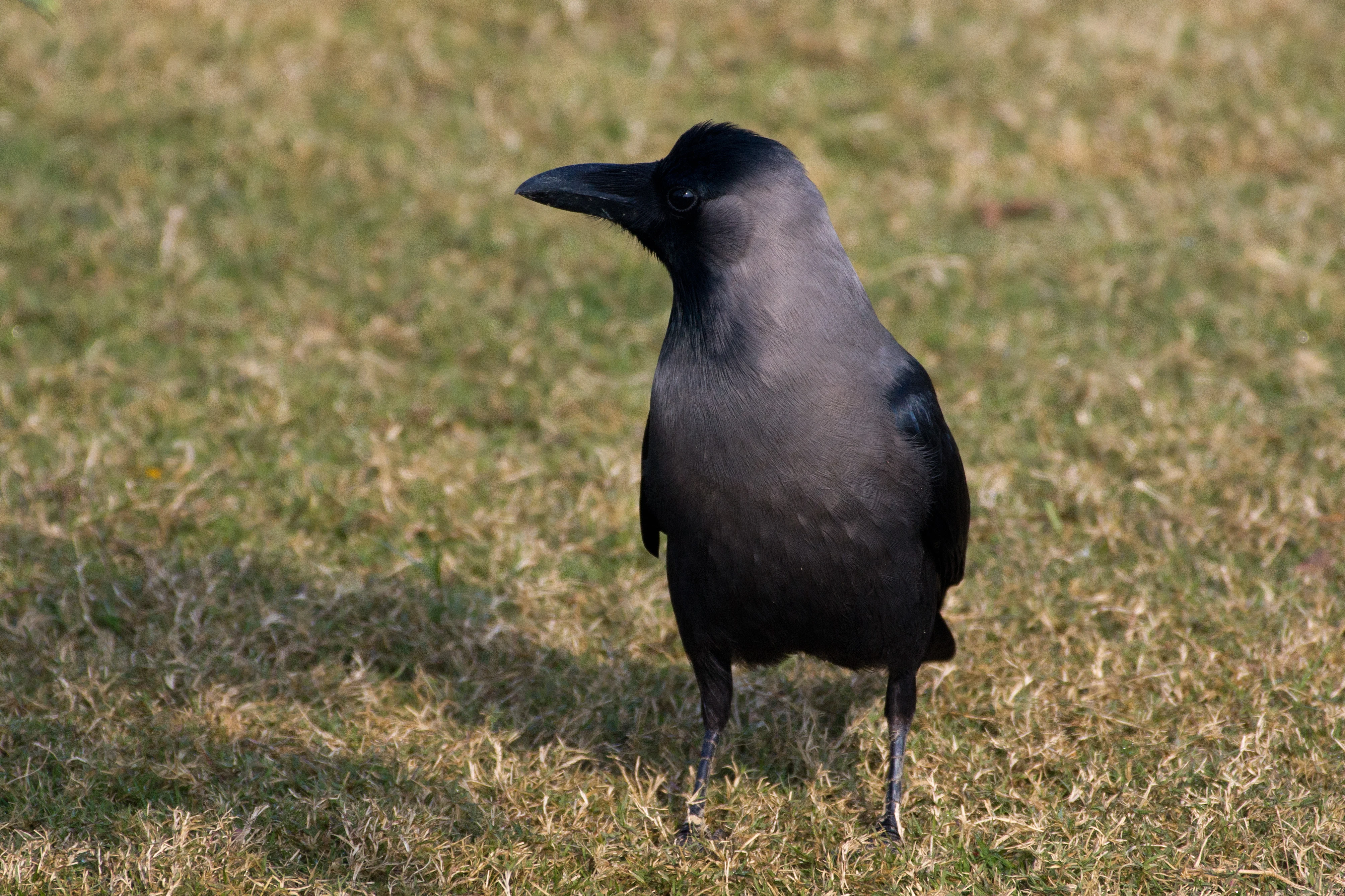 House Crow, near Delhi, Uttar Pradesh, India — photo by Jim Bennett
