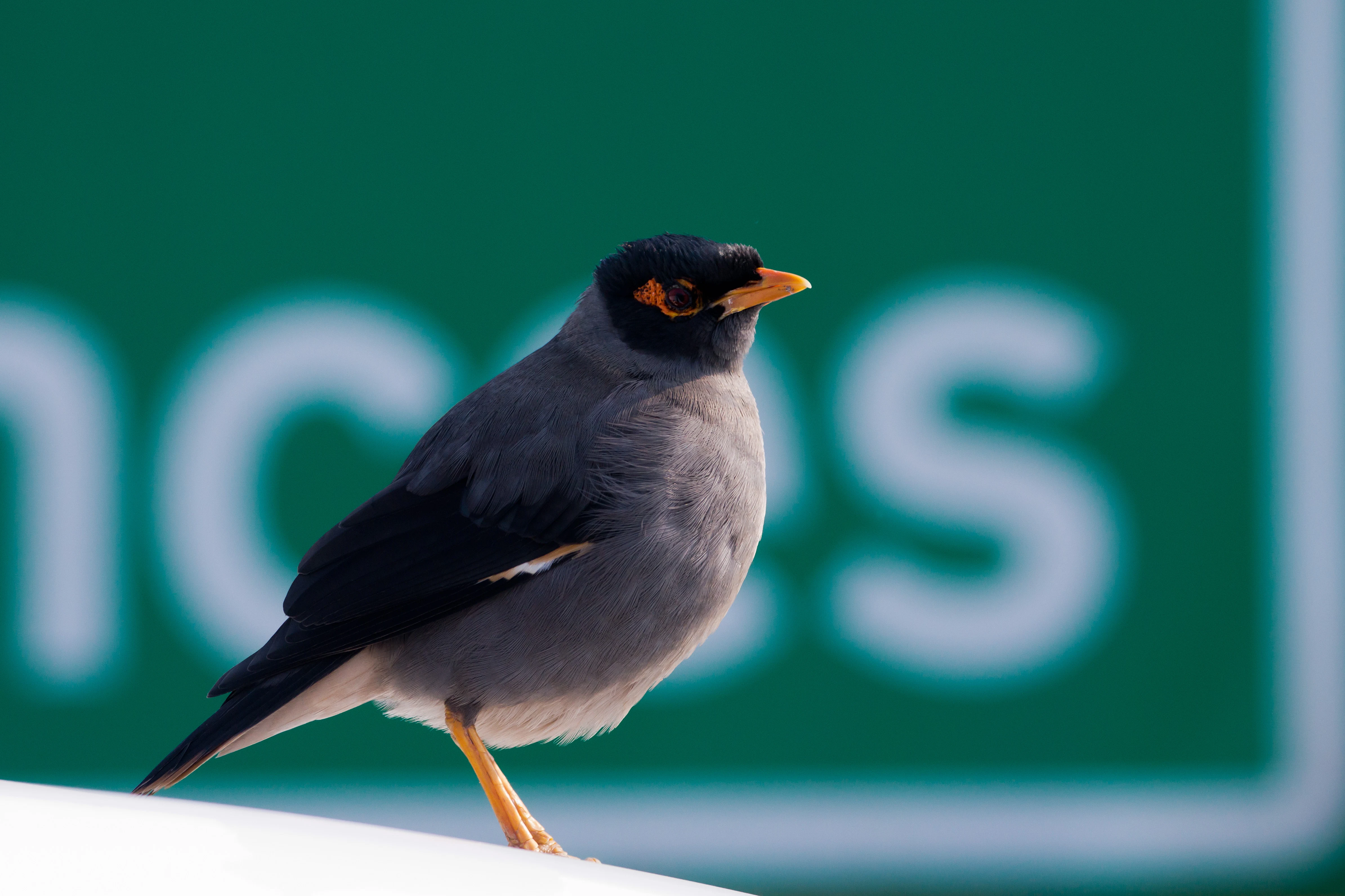 Bank Myna, near Delhi, Uttar Pradesh, India — photo by Jim Bennett