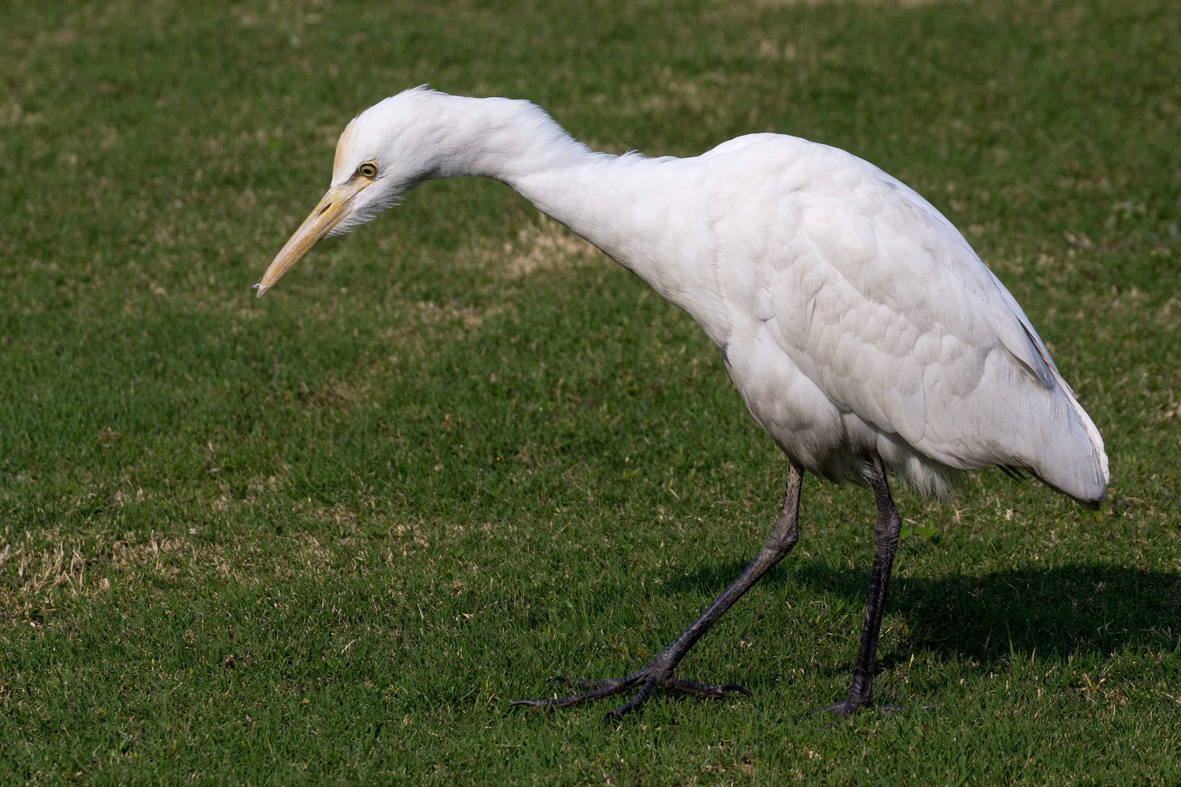 Cattle Egret, Taj Mahal, Uttar Pradesh, India — photo by Jim Bennett