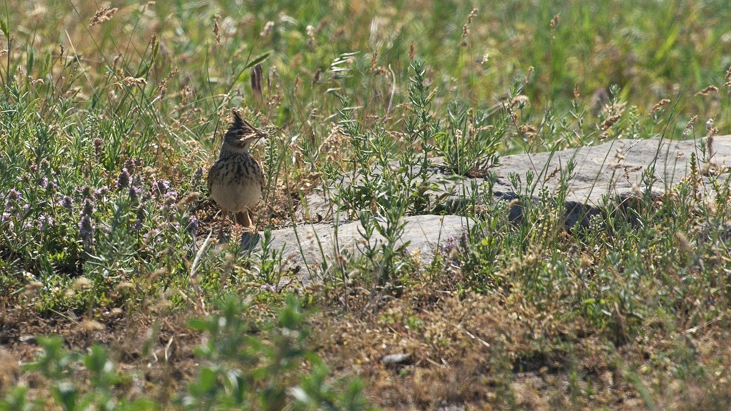 Crested Lark, Somova, Romania — photo by Jim Bennett