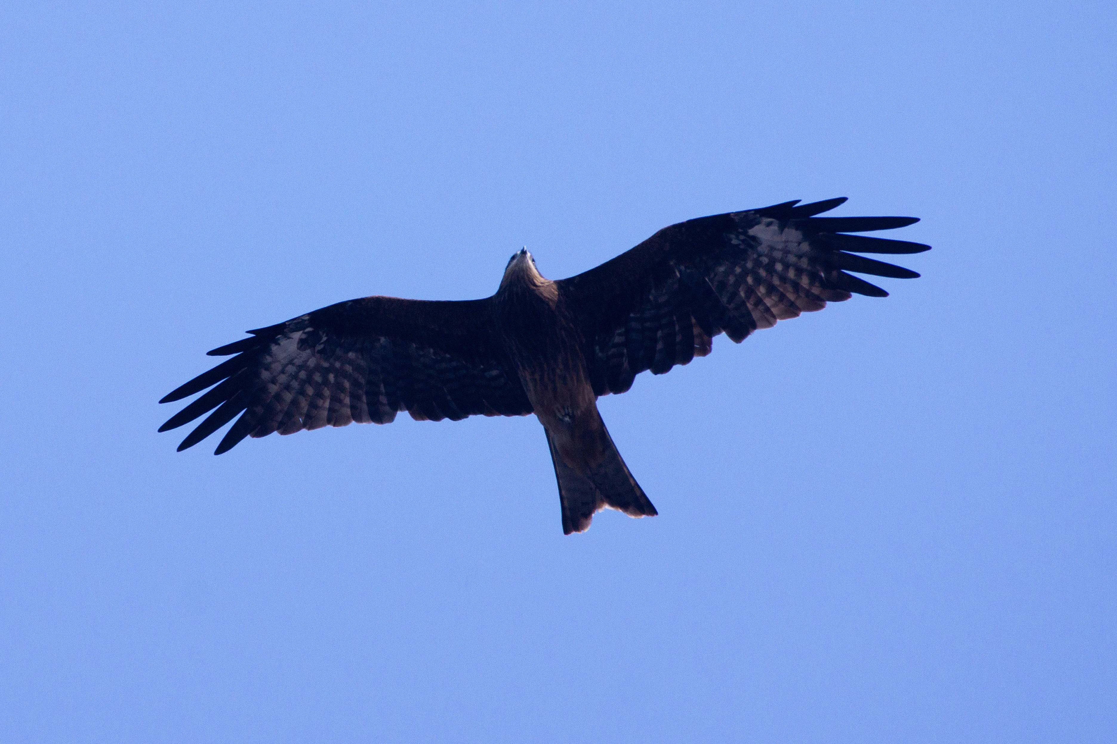 Black Kite, Taj Mahal, Uttar Pradesh, India — photo by Jim Bennett