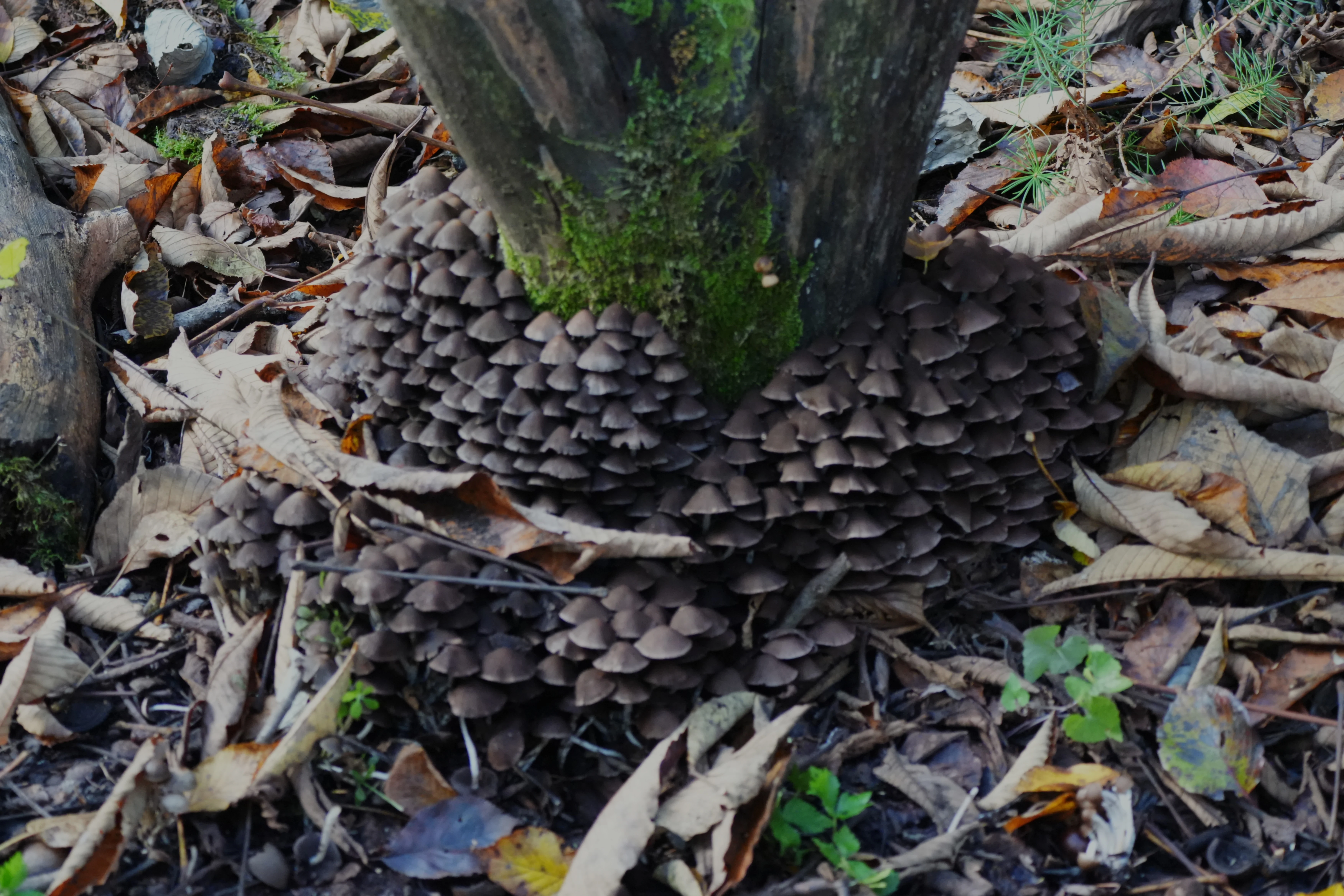 Fungi, Karuizawa Wild Bird Sanctuary, Japan — photo by Jim Bennett