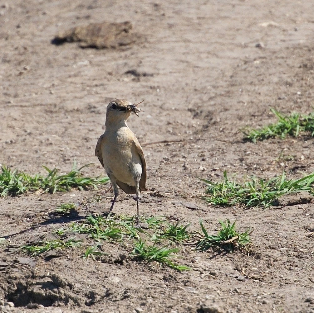 Isabelline Wheatear, Somova, Romania — photo by Jim Bennett