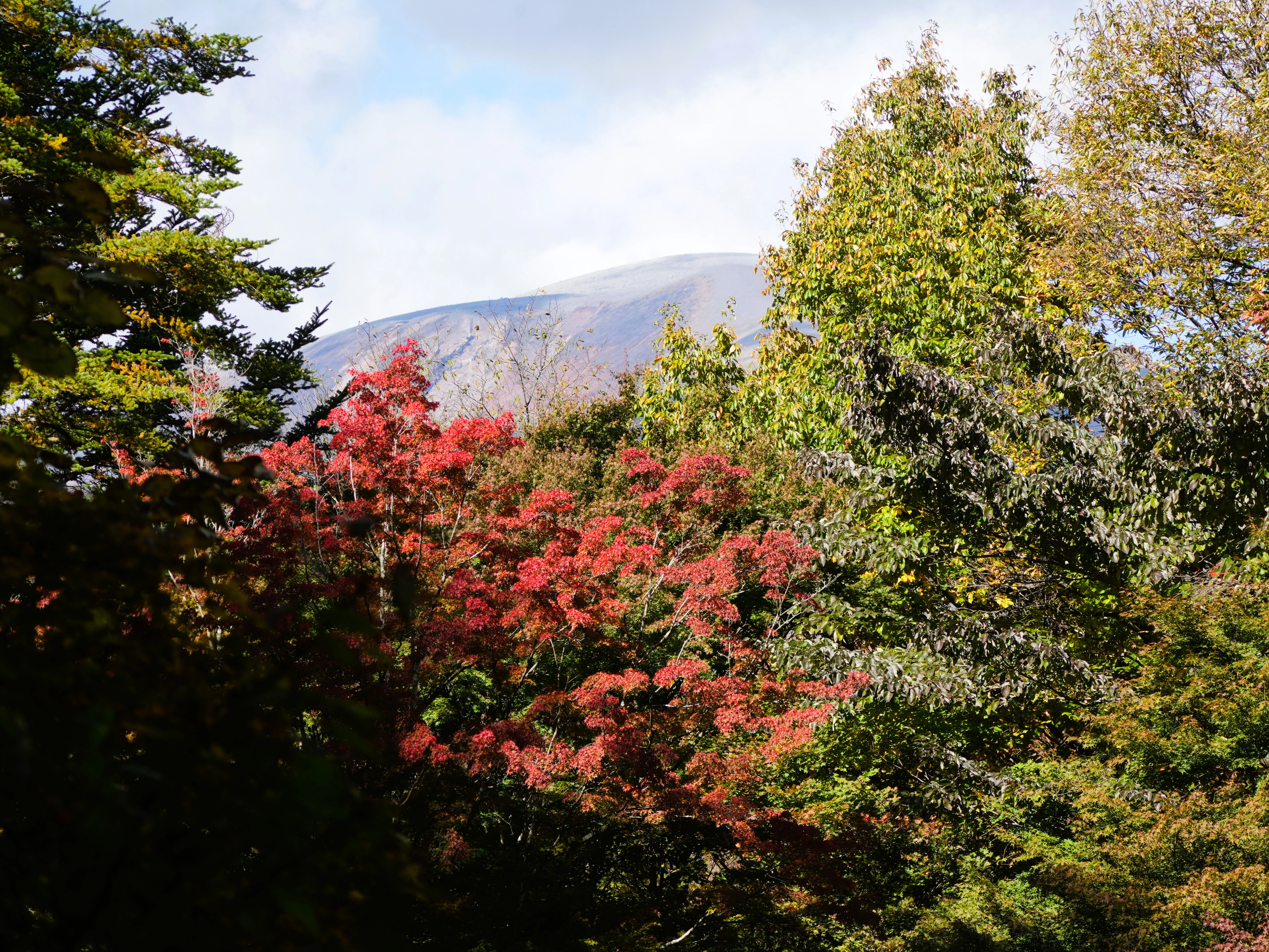 Mount Asama, Karuizawa Wild Bird Sanctuary, Japan — photo by Jim Bennett