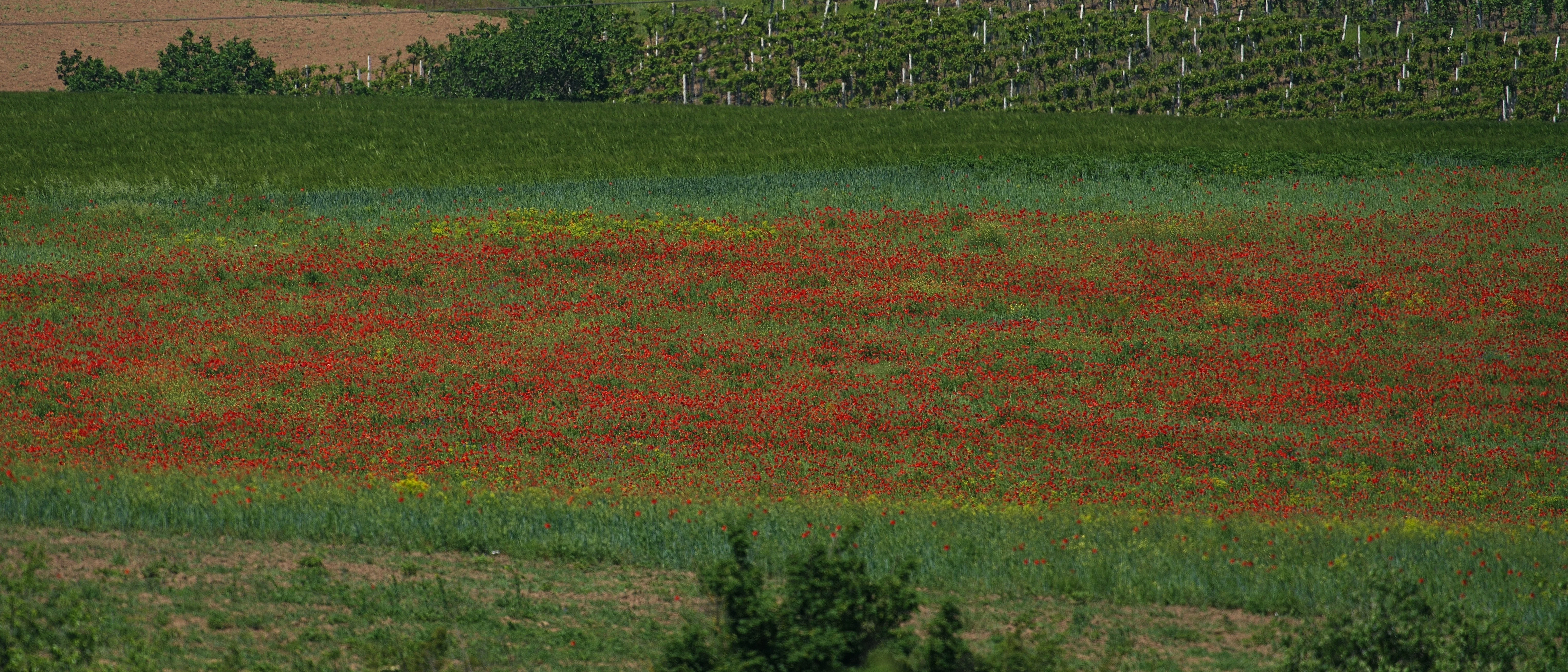 Poppies, Parches, Romania — photo by Jim Bennett
