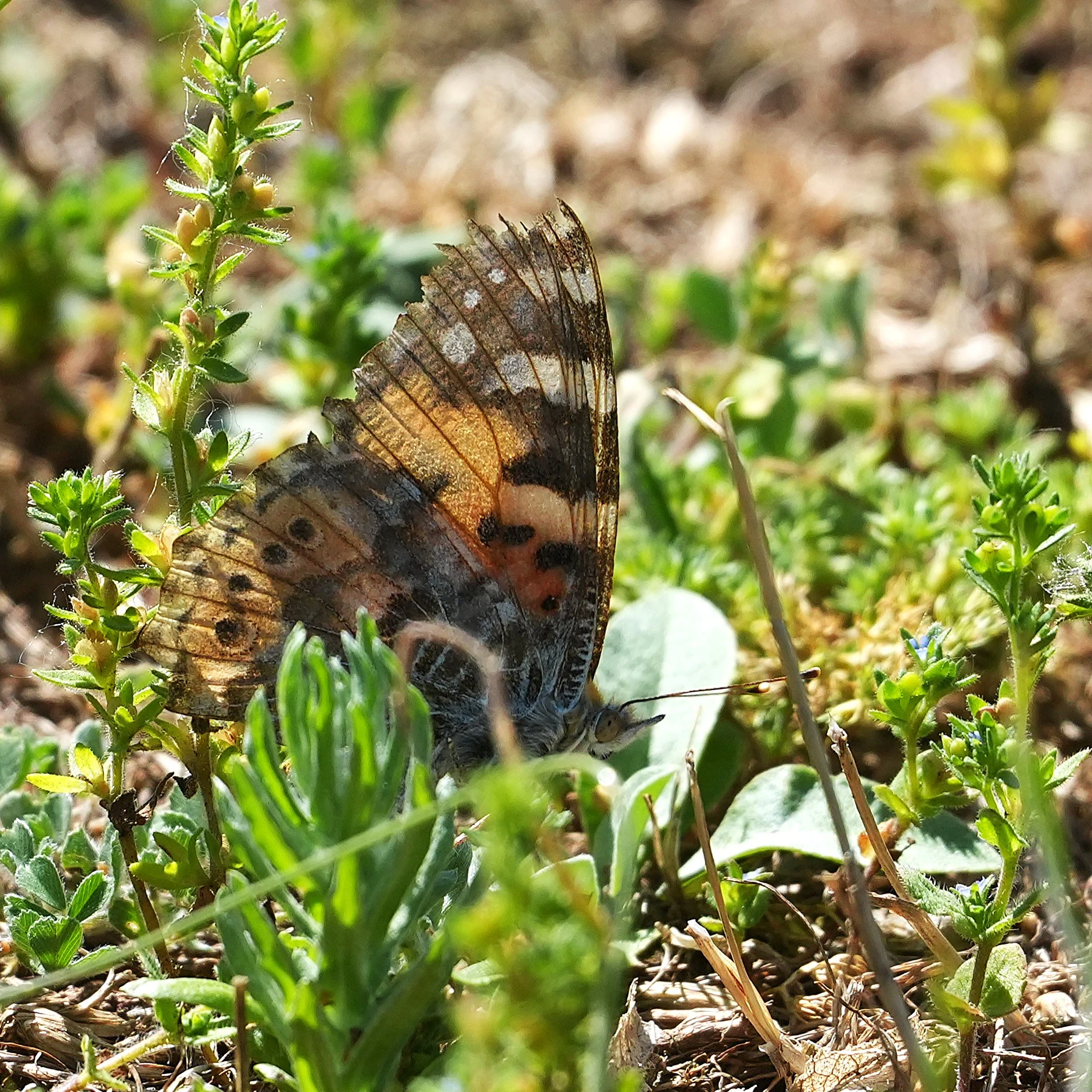 Painted Lady, Parches, Romania — photo by Jim Bennett