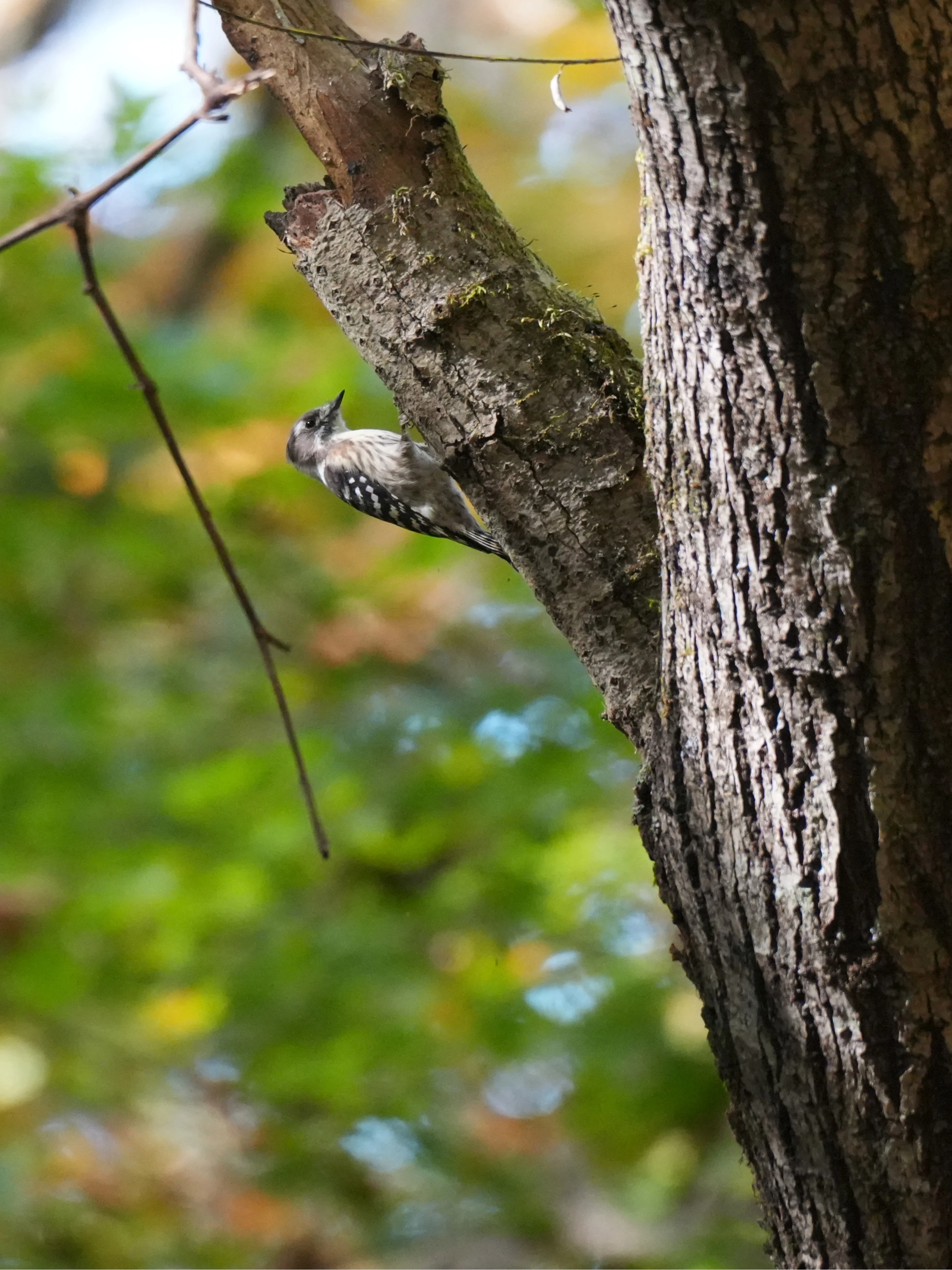 Pygmy Woodpecker, Karuizawa Wild Bird Sanctuary, Japan — photo by Jim Bennett