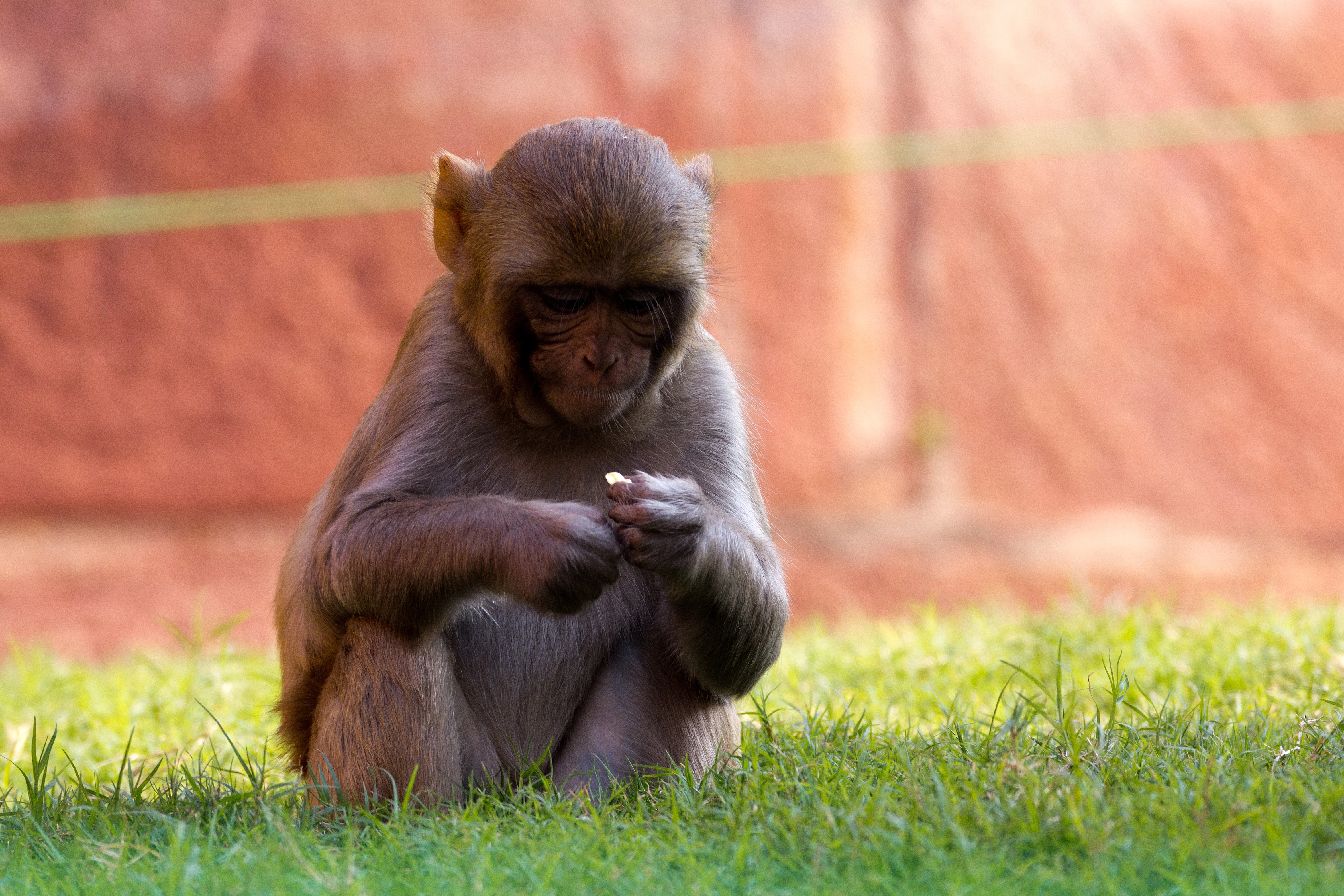 Rhesus Macaque, Red Fort, Uttar Pradesh, India — photo by Jim Bennett