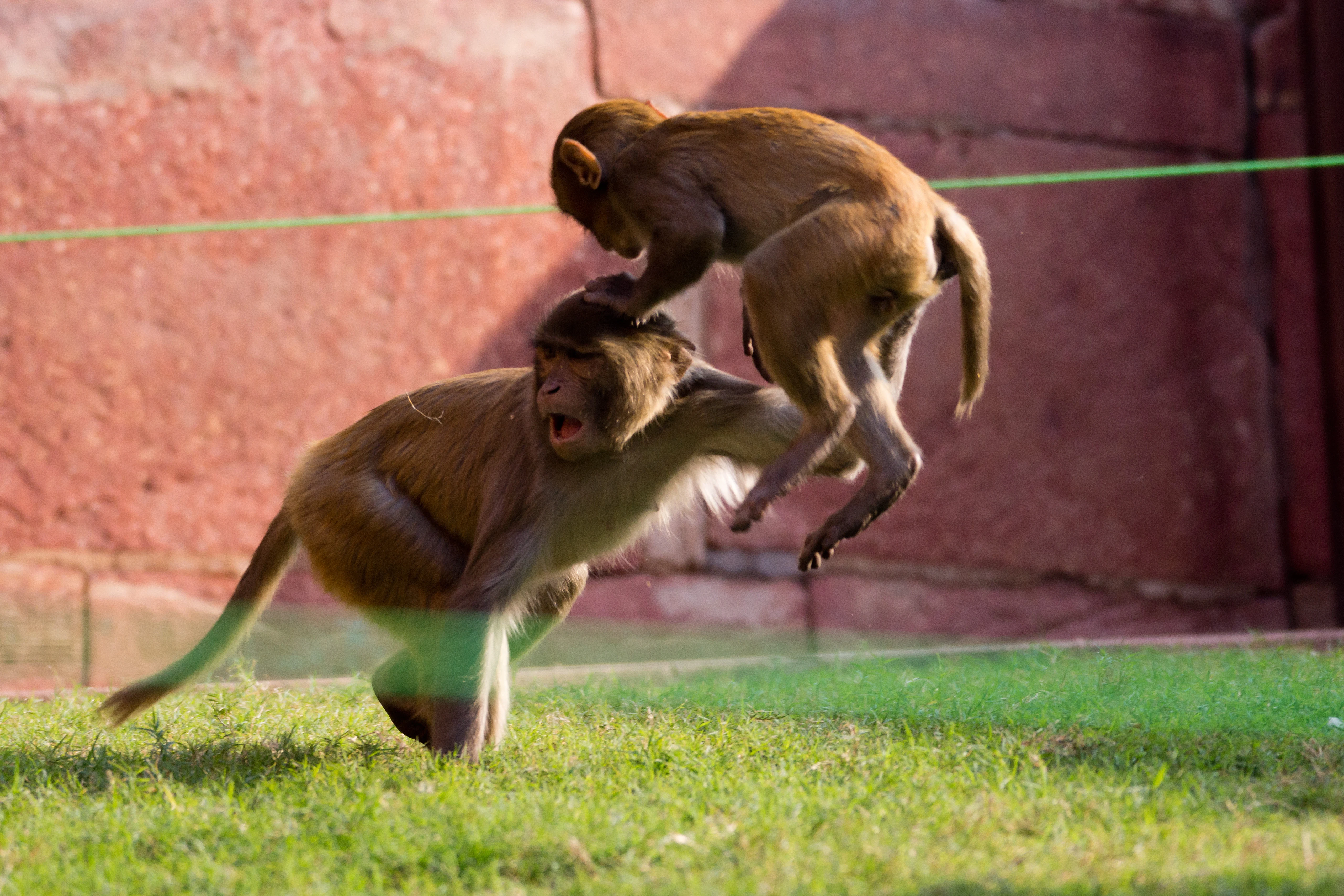 Rhesus Macaques, Red Fort, Uttar Pradesh, India — photo by Jim Bennett