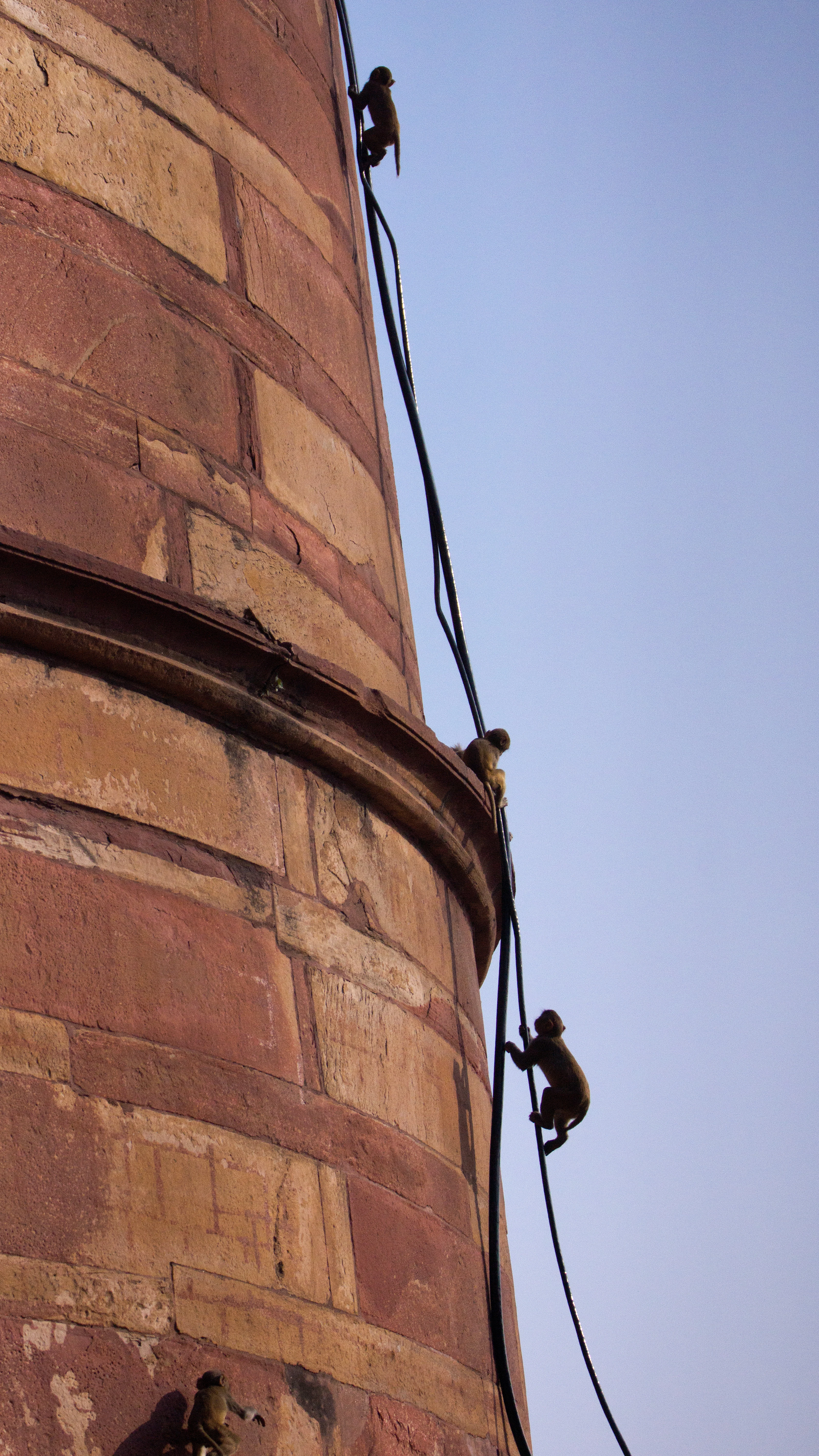 Resus Macaque, Red Fort, Uttar Pradesh, India — photo by Jim Bennett