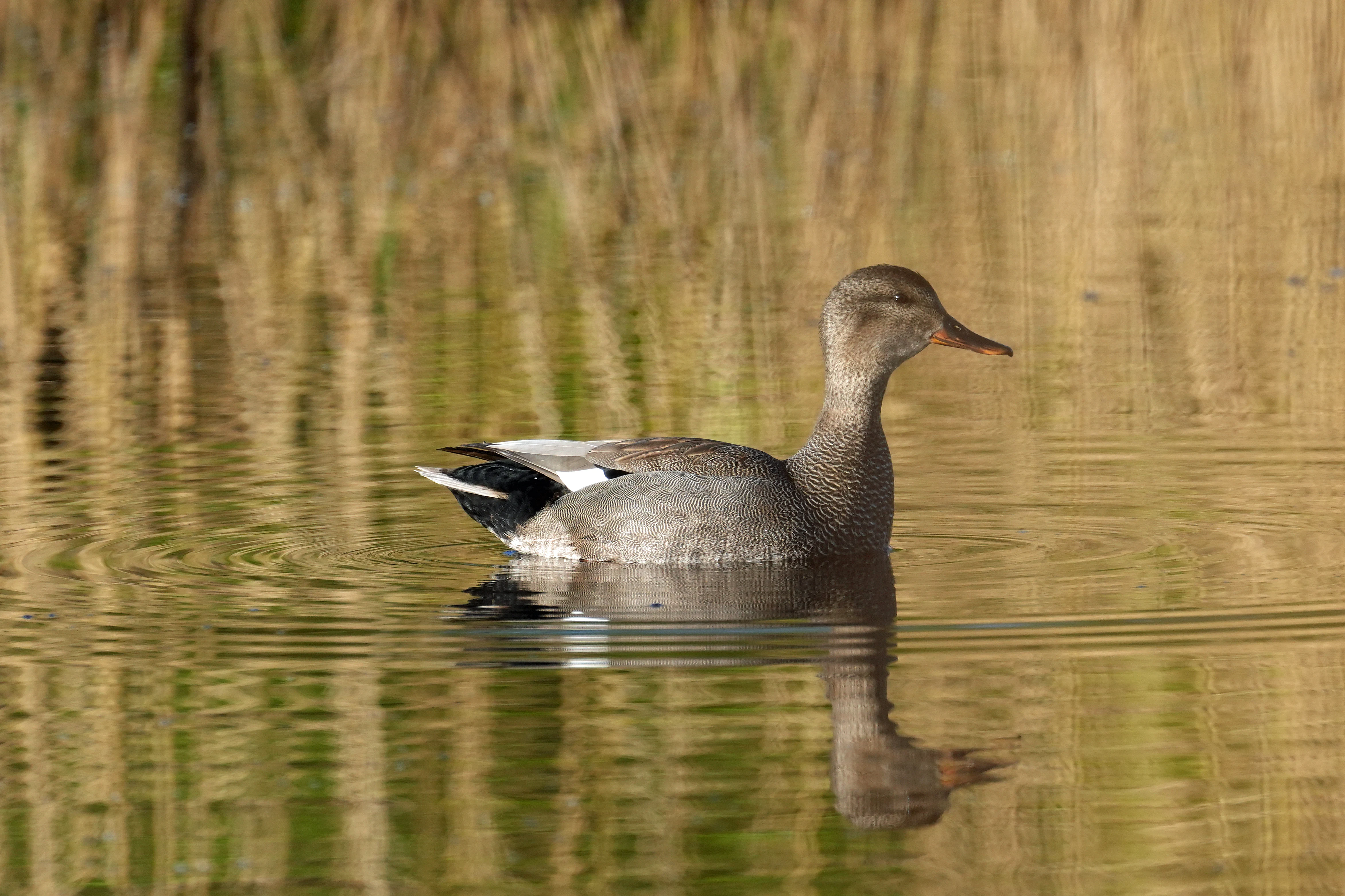 Gadwall, Ham Wall, Somerset, UK — photo by Jim Bennett