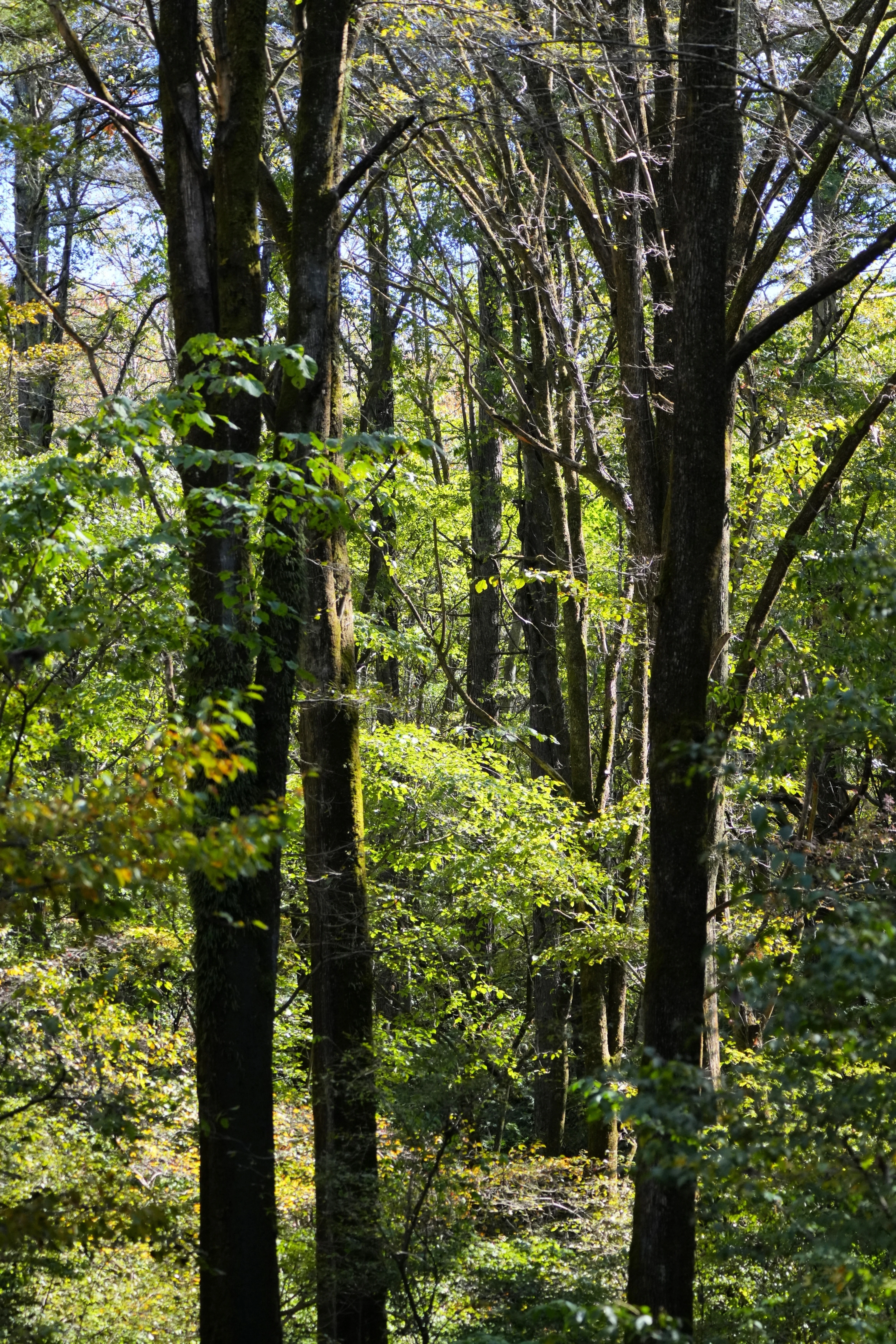 Karuizawa Wild Bird Sanctuary, Karuizawa Wild Bird Sanctuary, Japan — photo by Jim Bennett