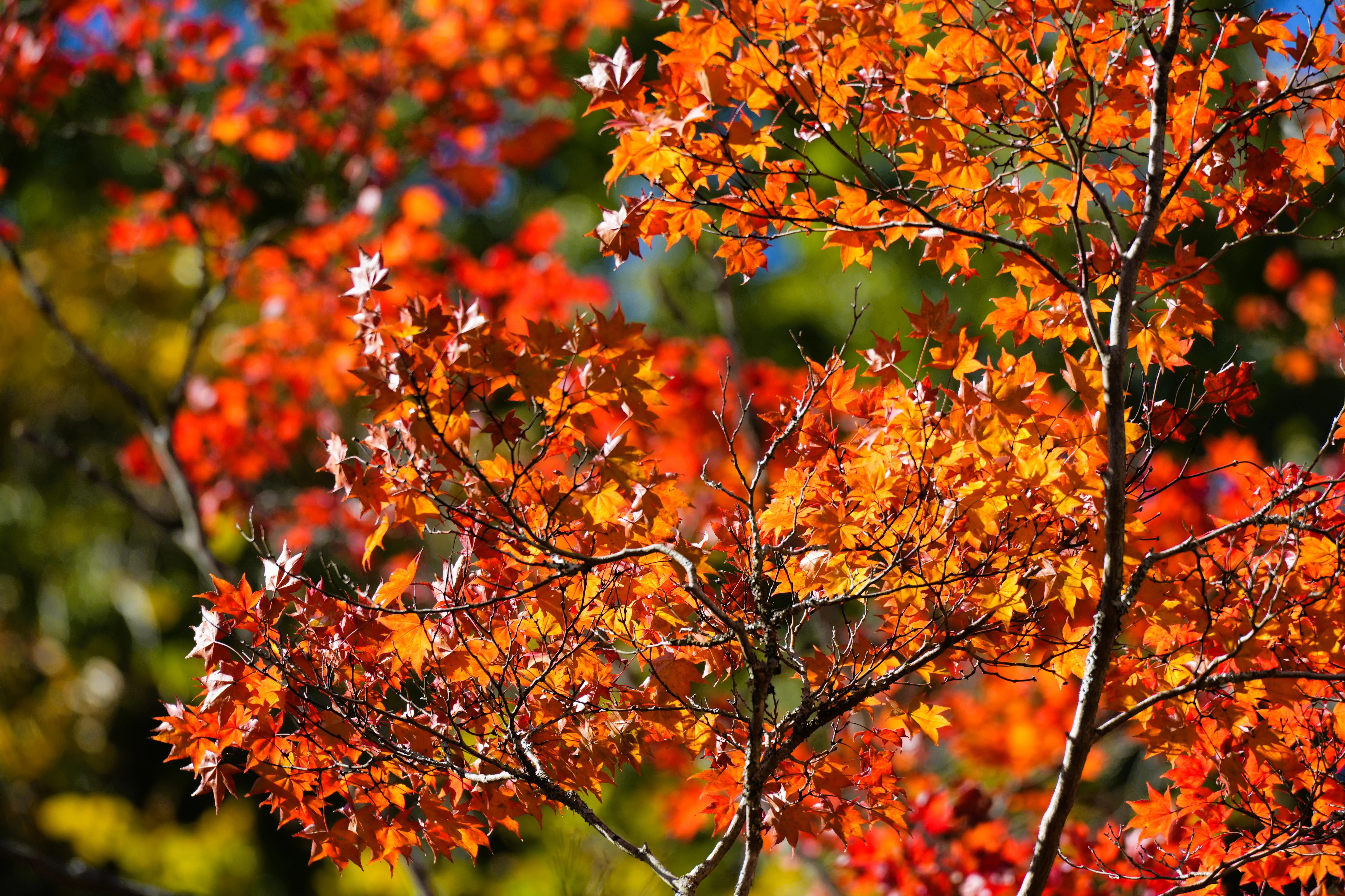 DSC08006 2, Hoshinoya Karuizawa, Japan — photo by Jim Bennett